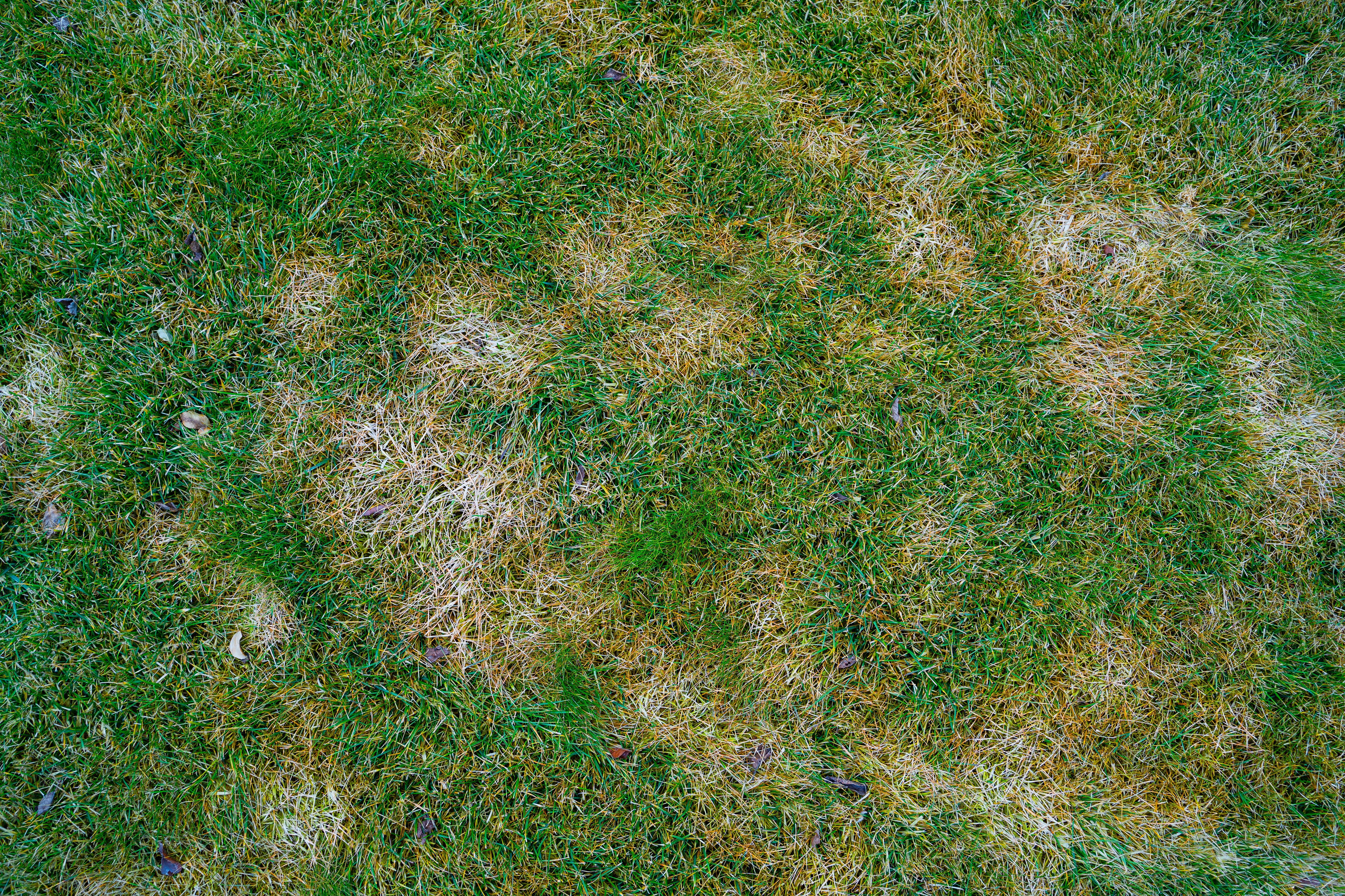 winter lawn damage