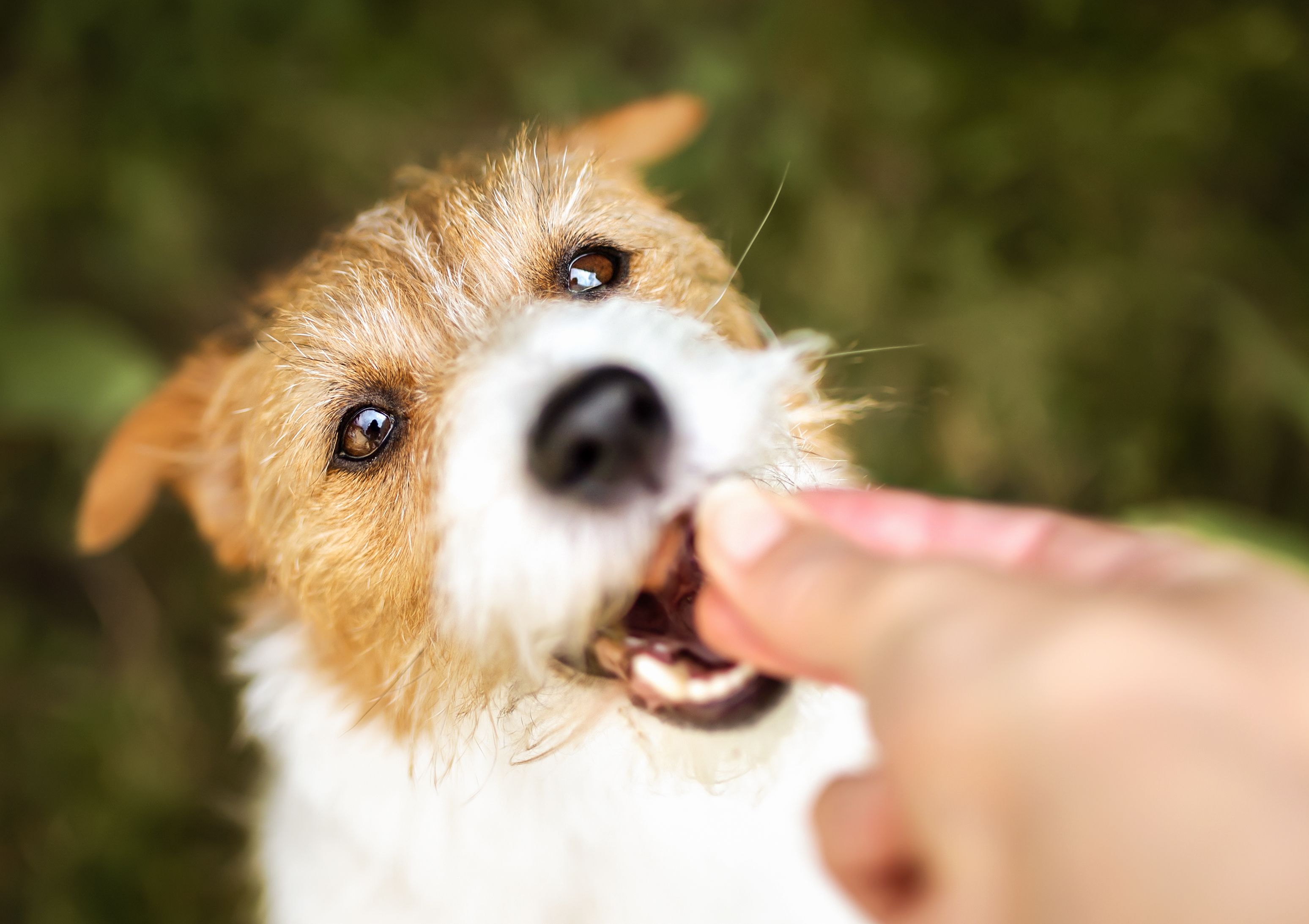 dog treats