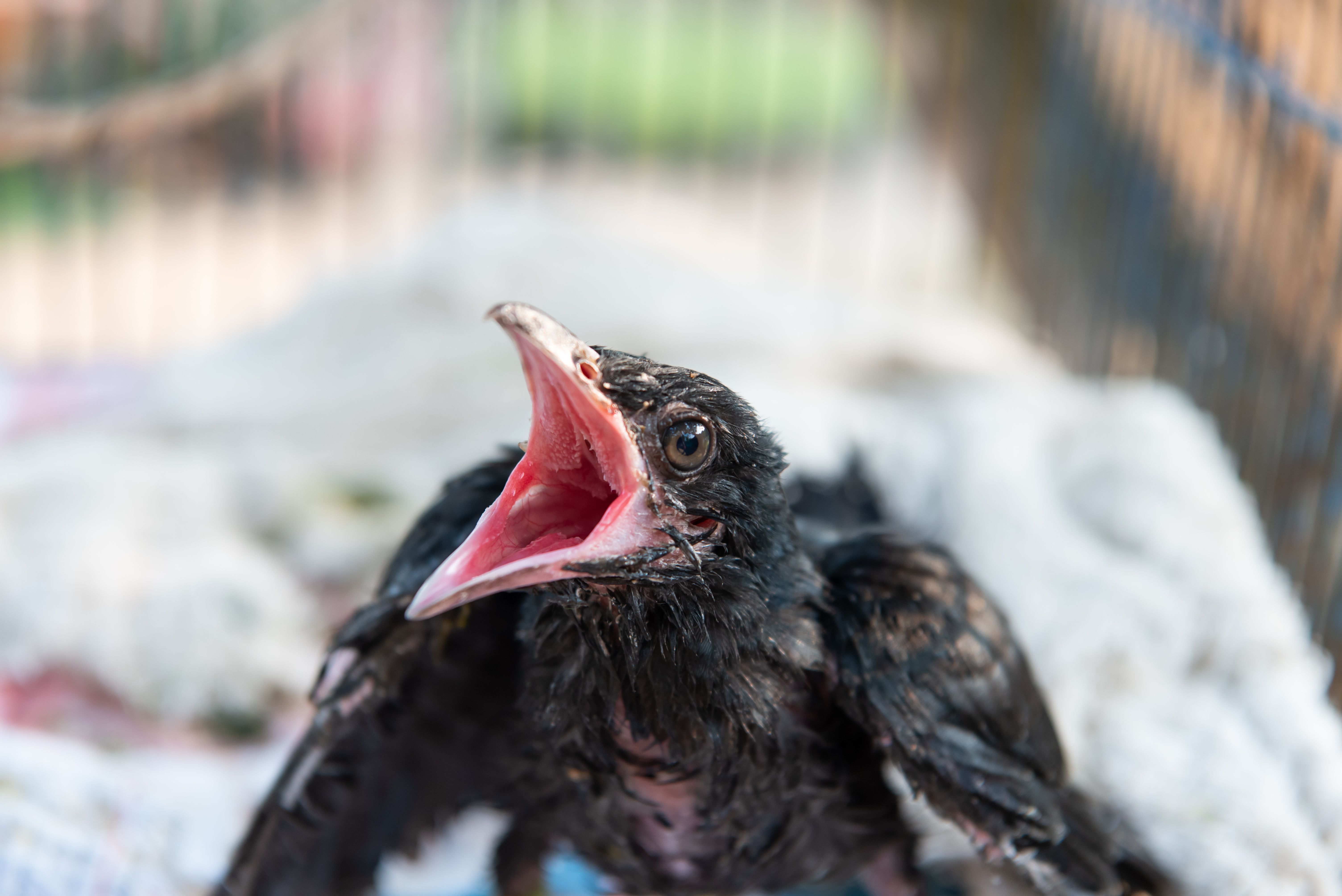 provincial nomination