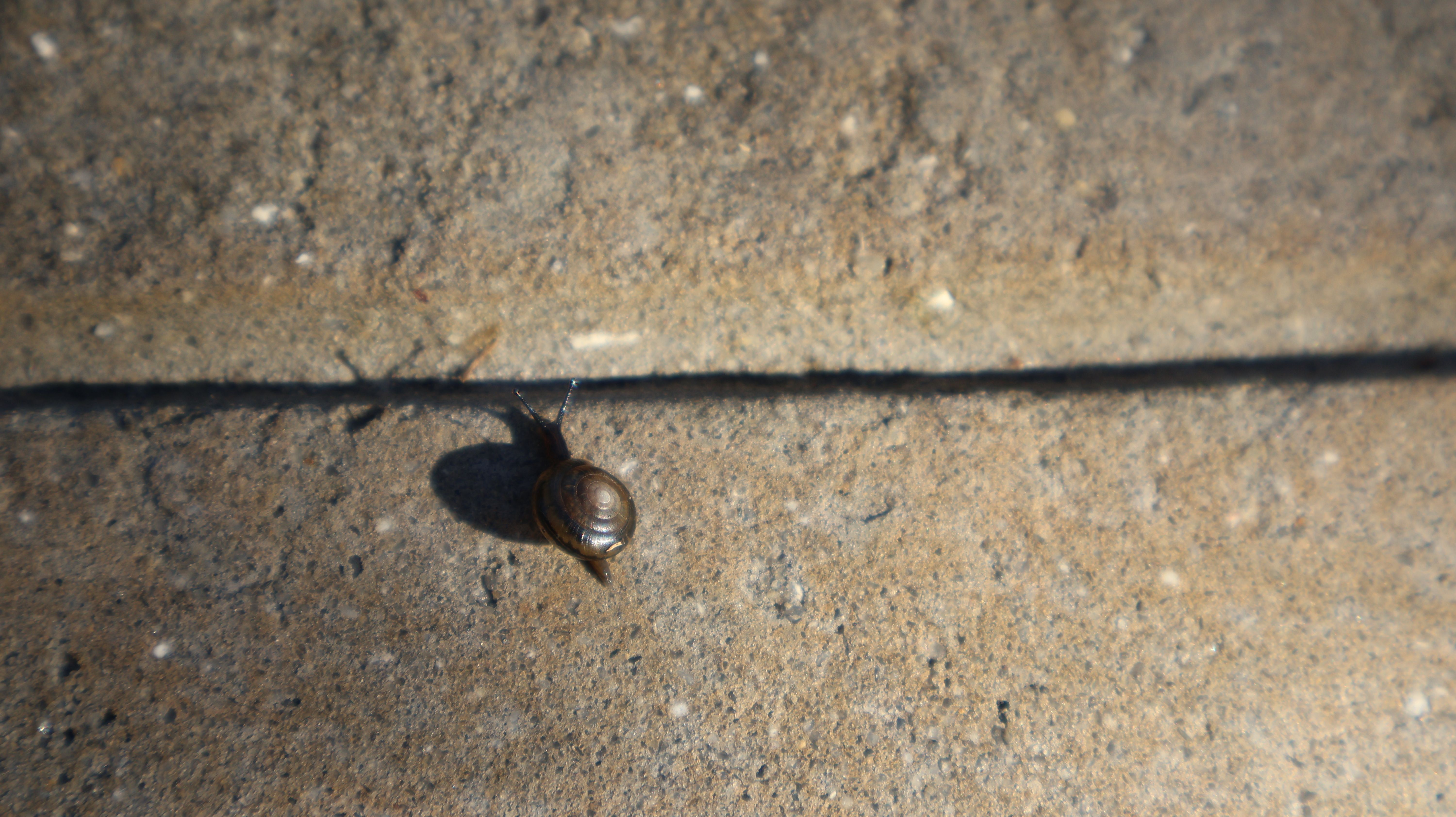 Tiny snail gliding slowly on cement ground with morning sunlight shining on it. Tiny snail gliding slowly on cement ground with morning sunlight shining on it.