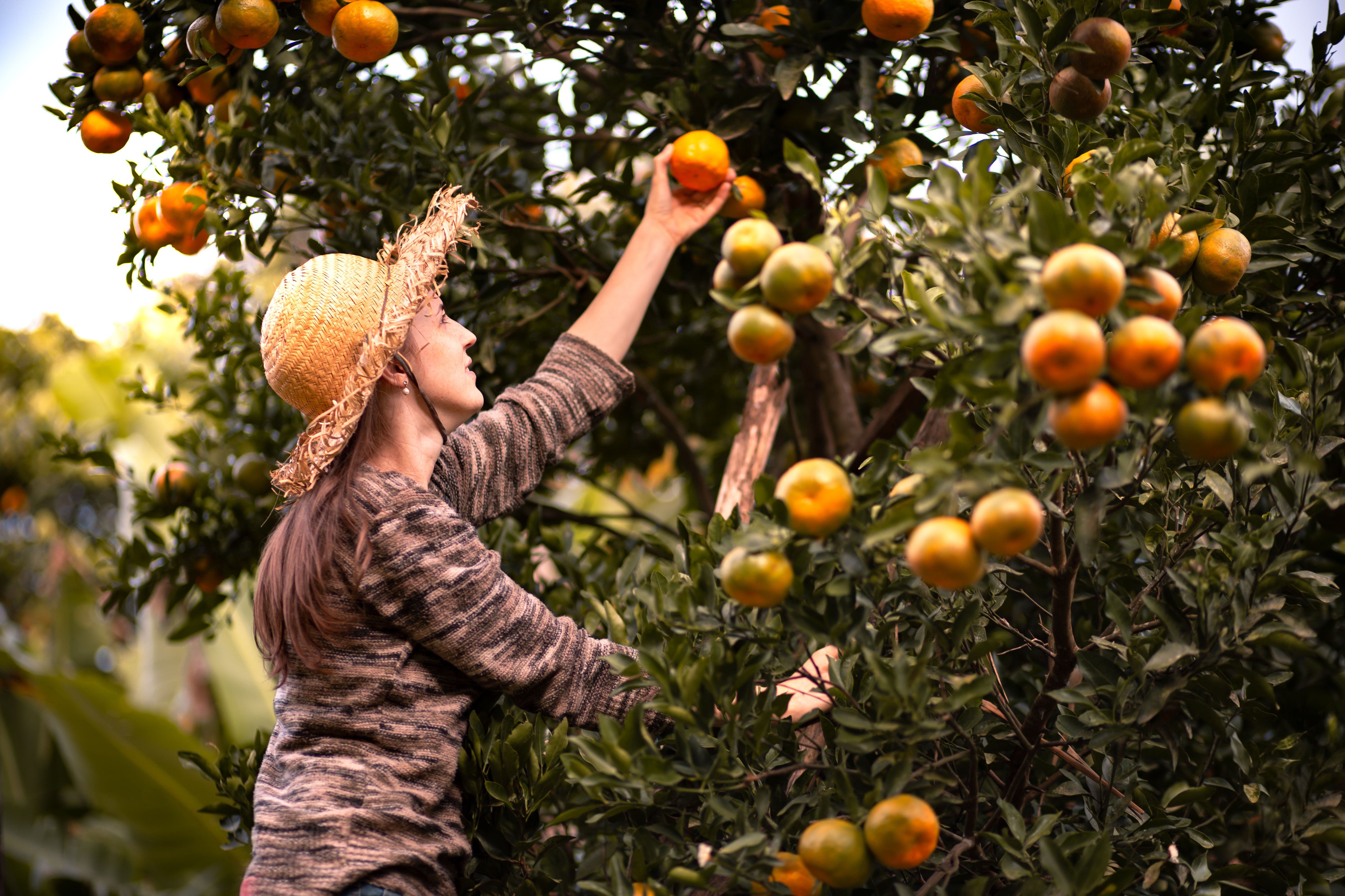 fruit harvest brazil
