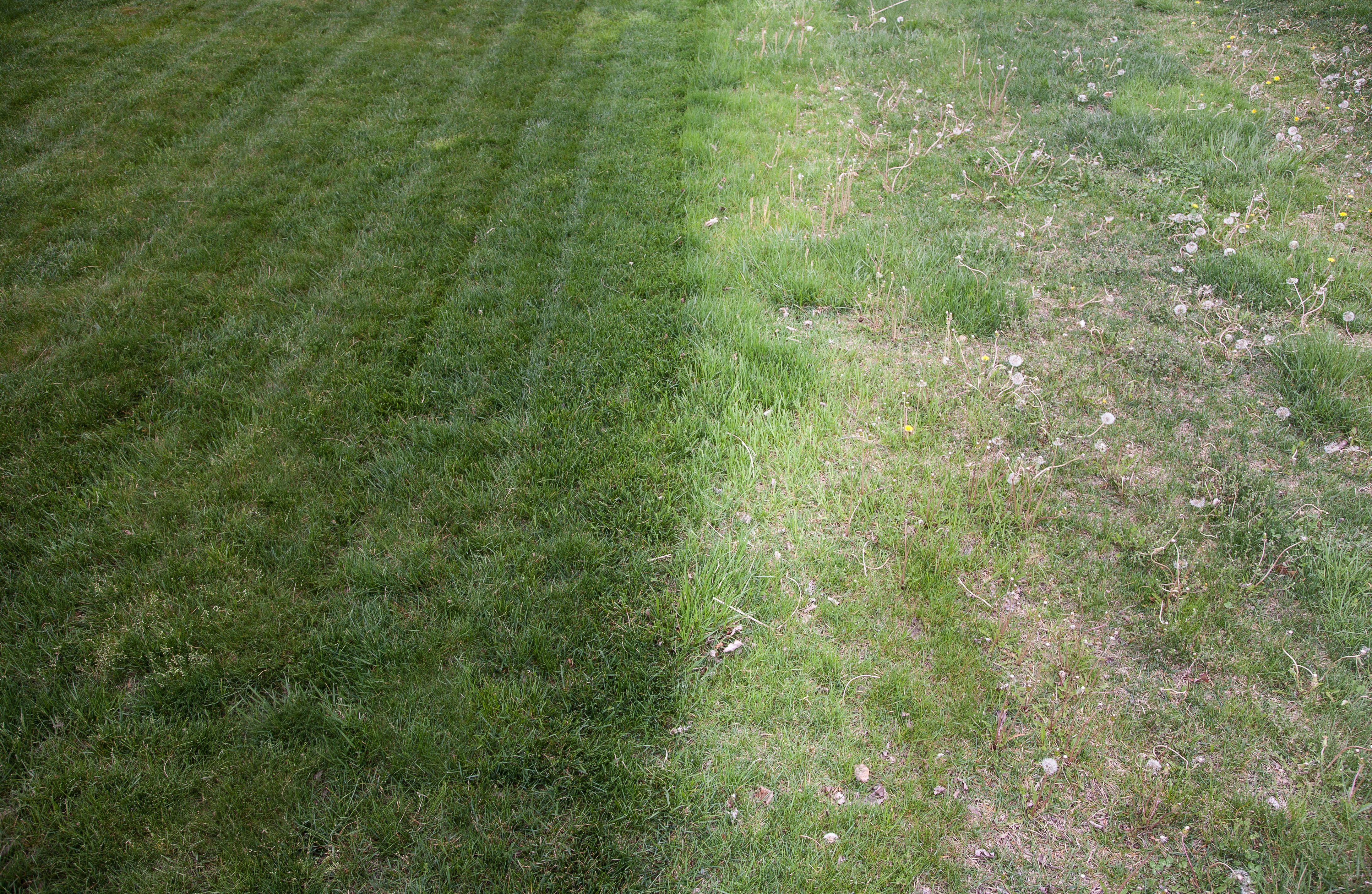 lawn service comparison
