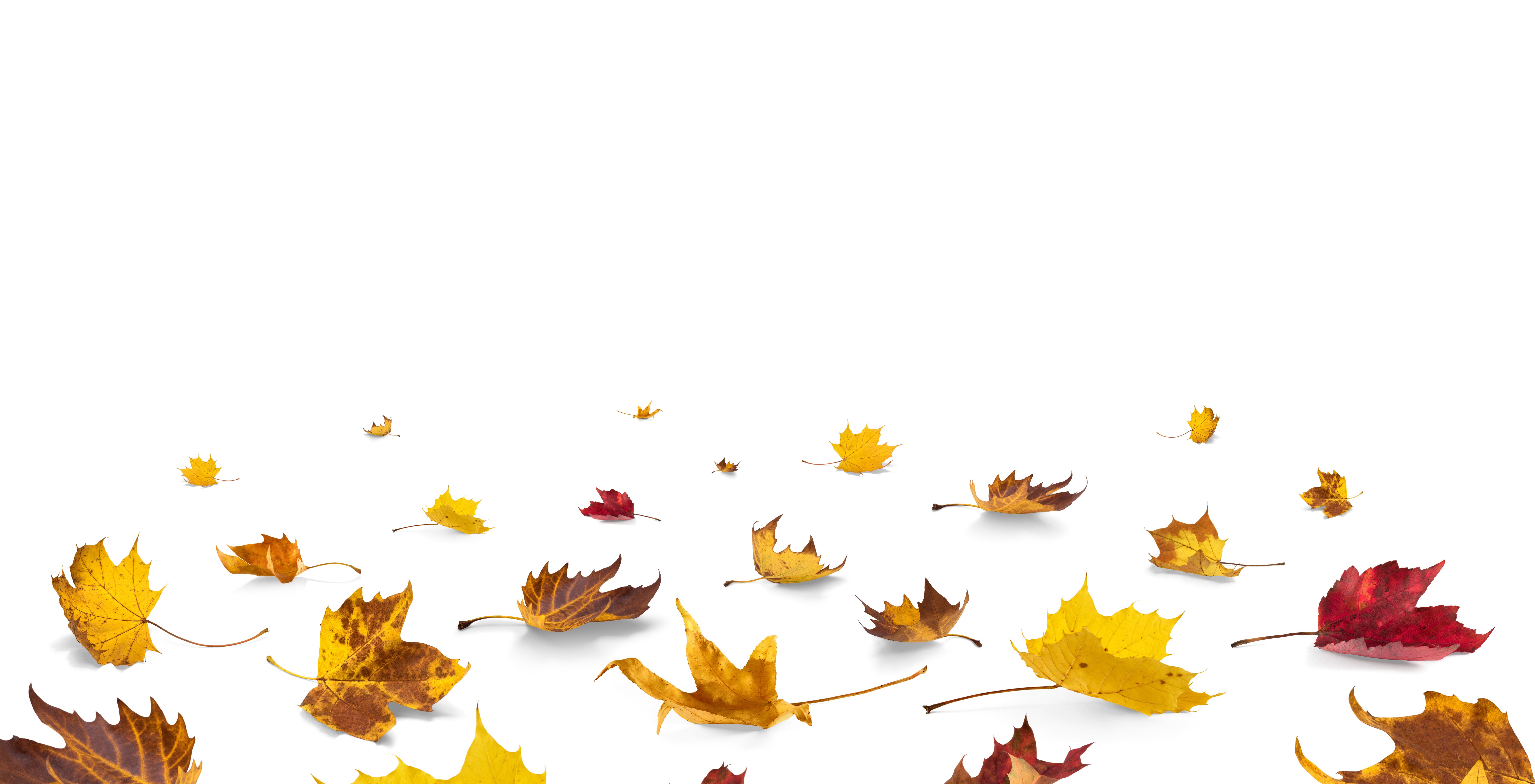 autumn leaves car wrap