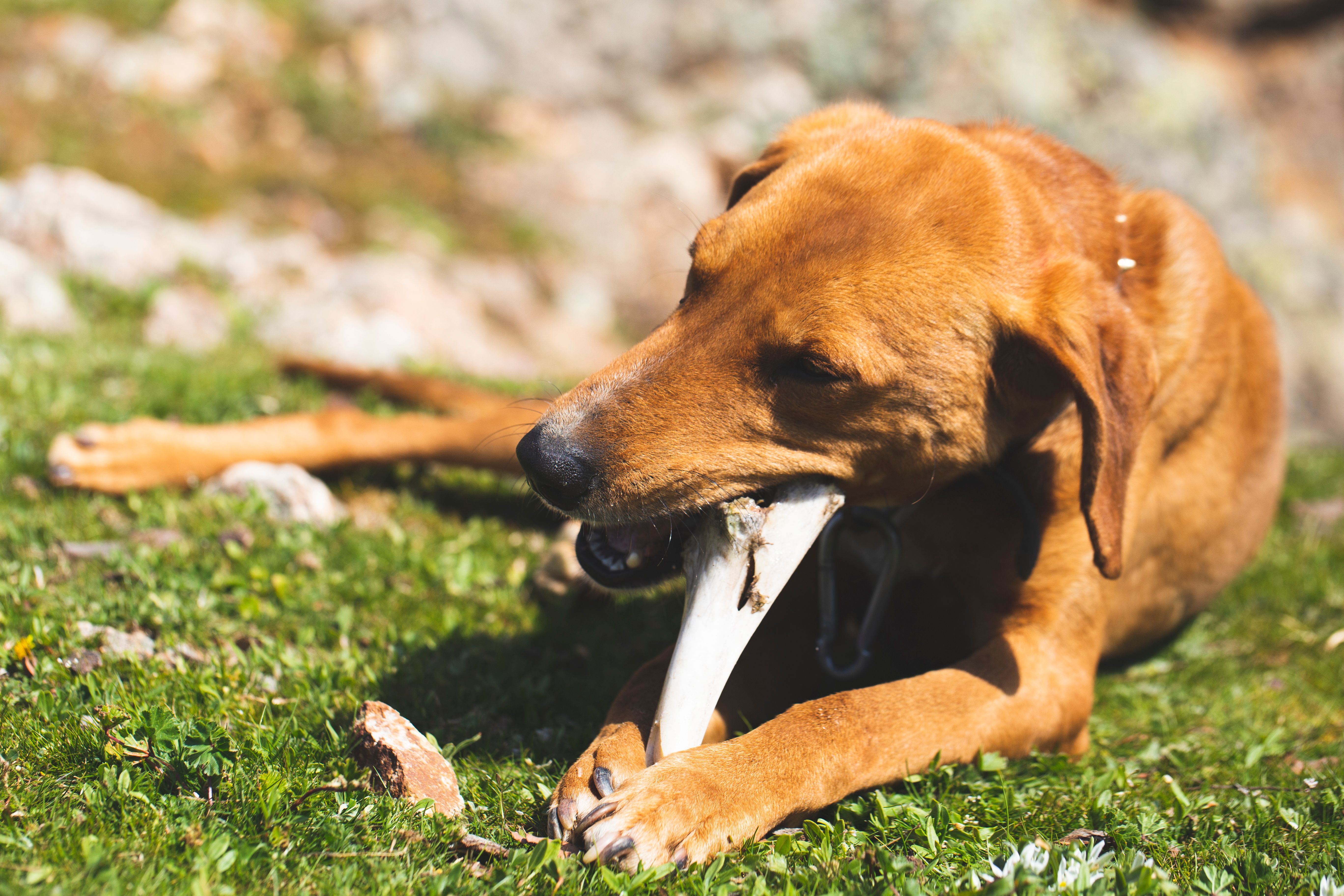 orange dog playing with bone on the lawns