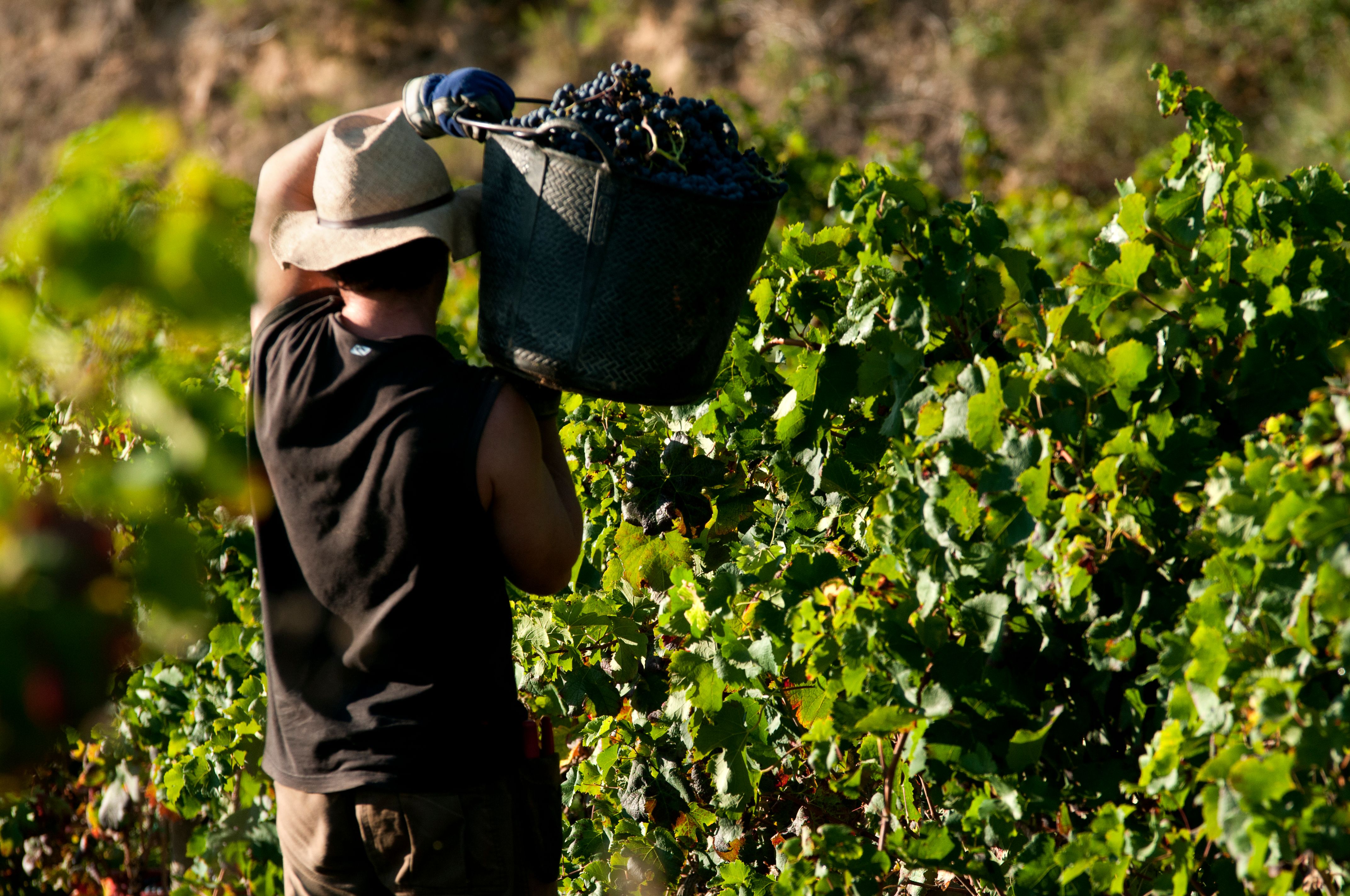 vineyard workers