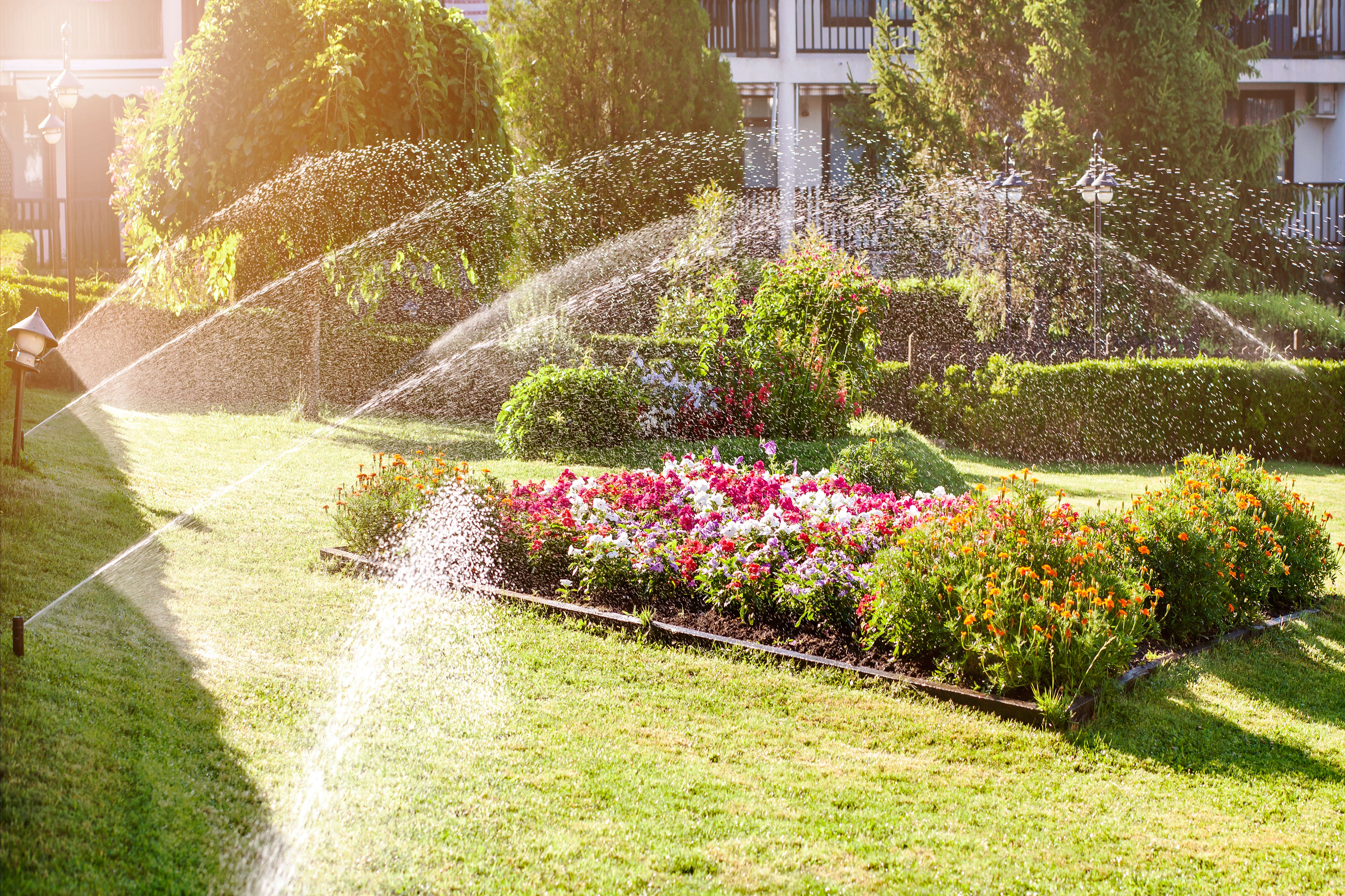 Watering Grass, Lawn in Garden with Sprinklers