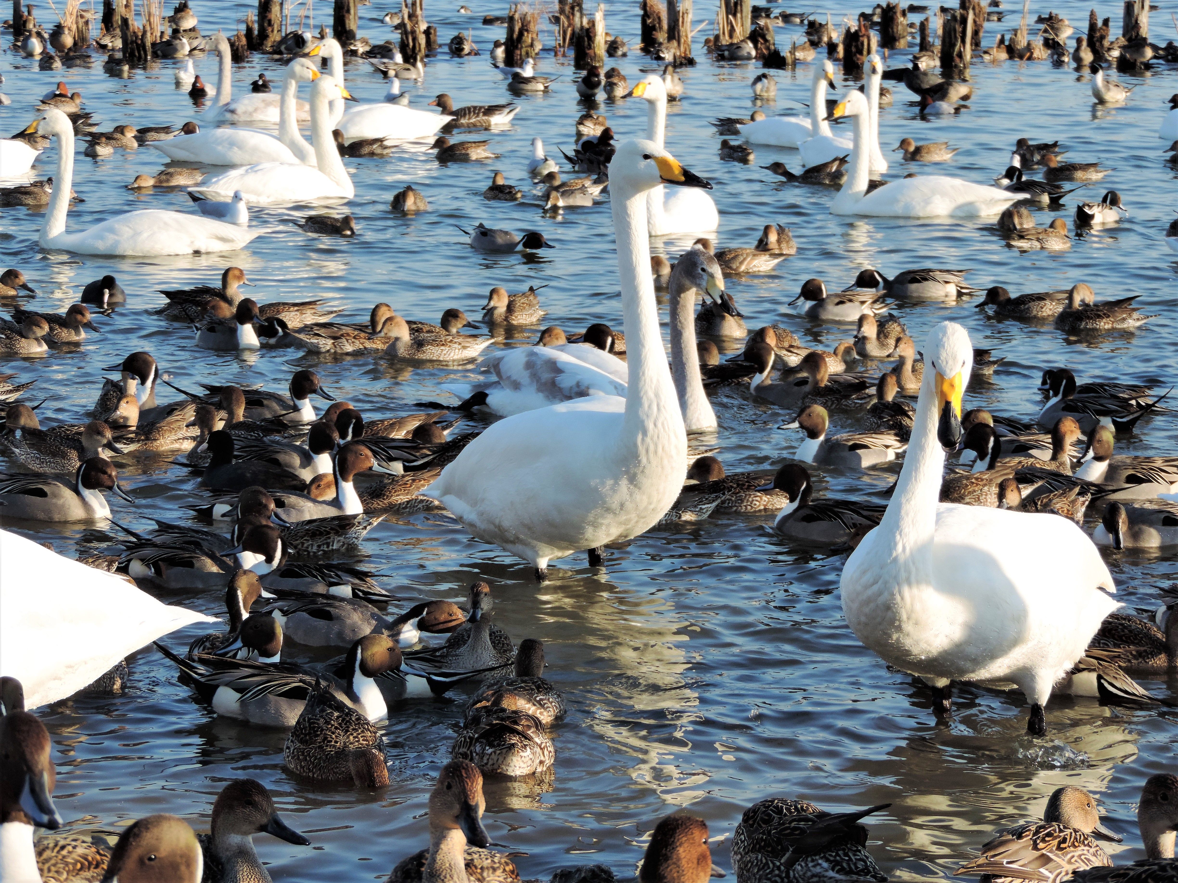 local market swansea