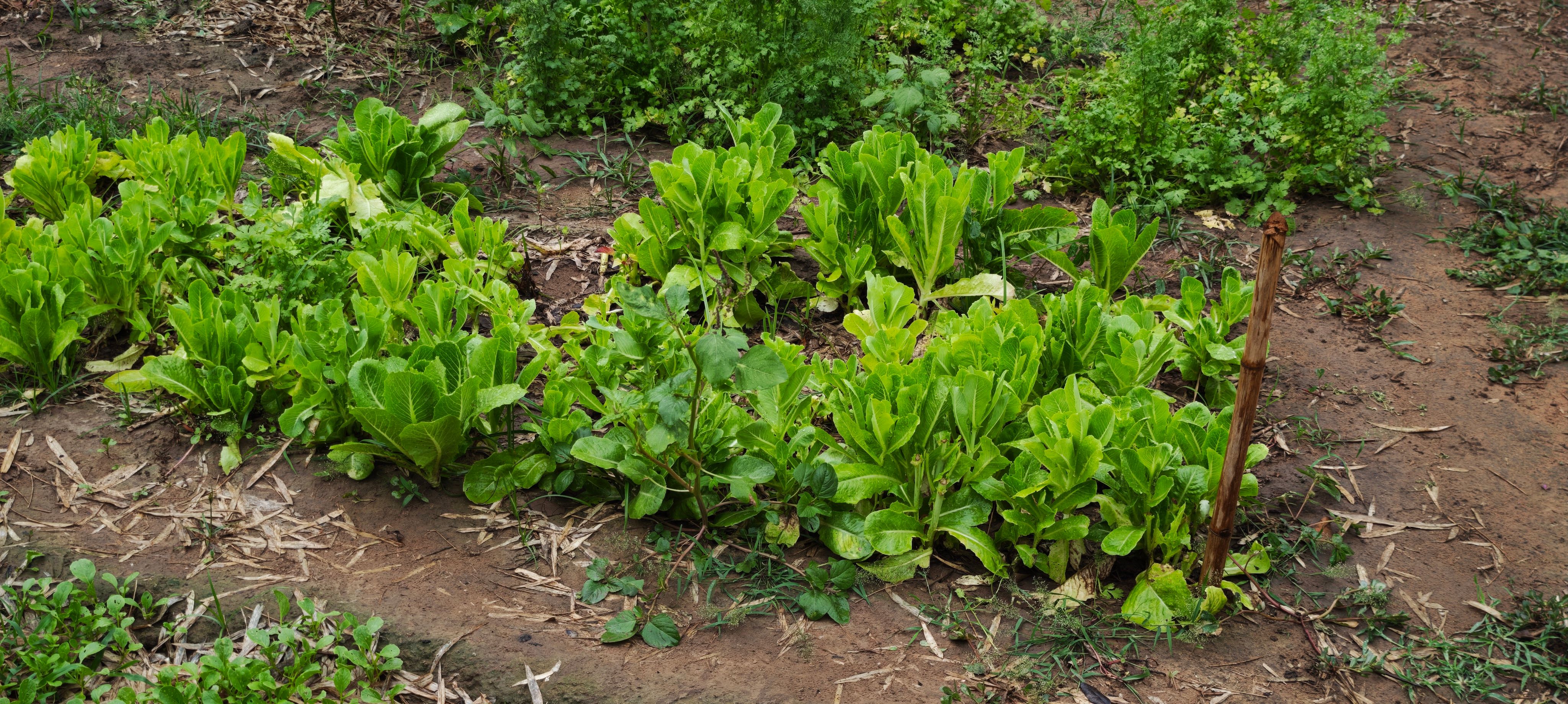 permaculture maintenance
