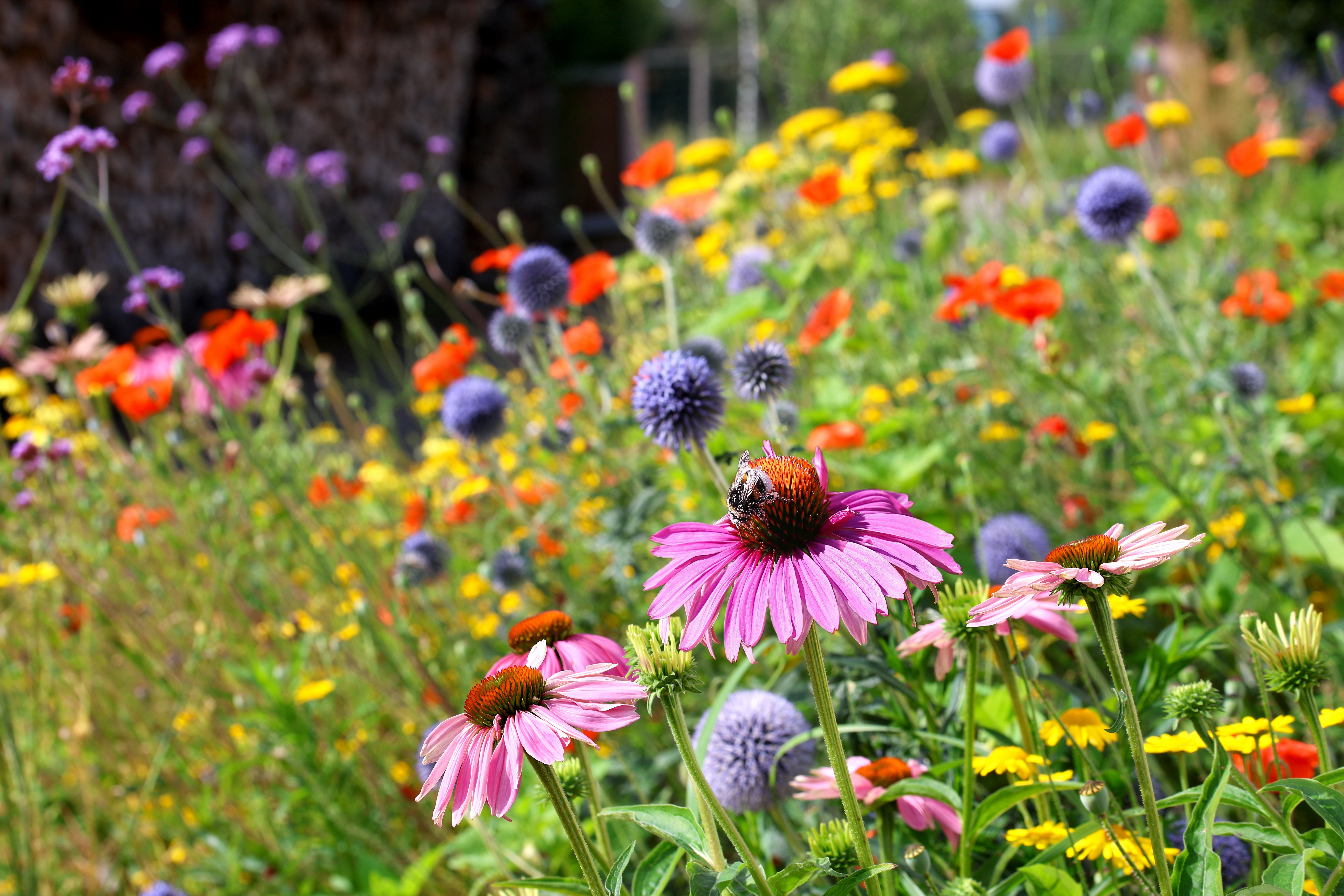 Colorful flowerbed with echinacea, poppy thistles and much more