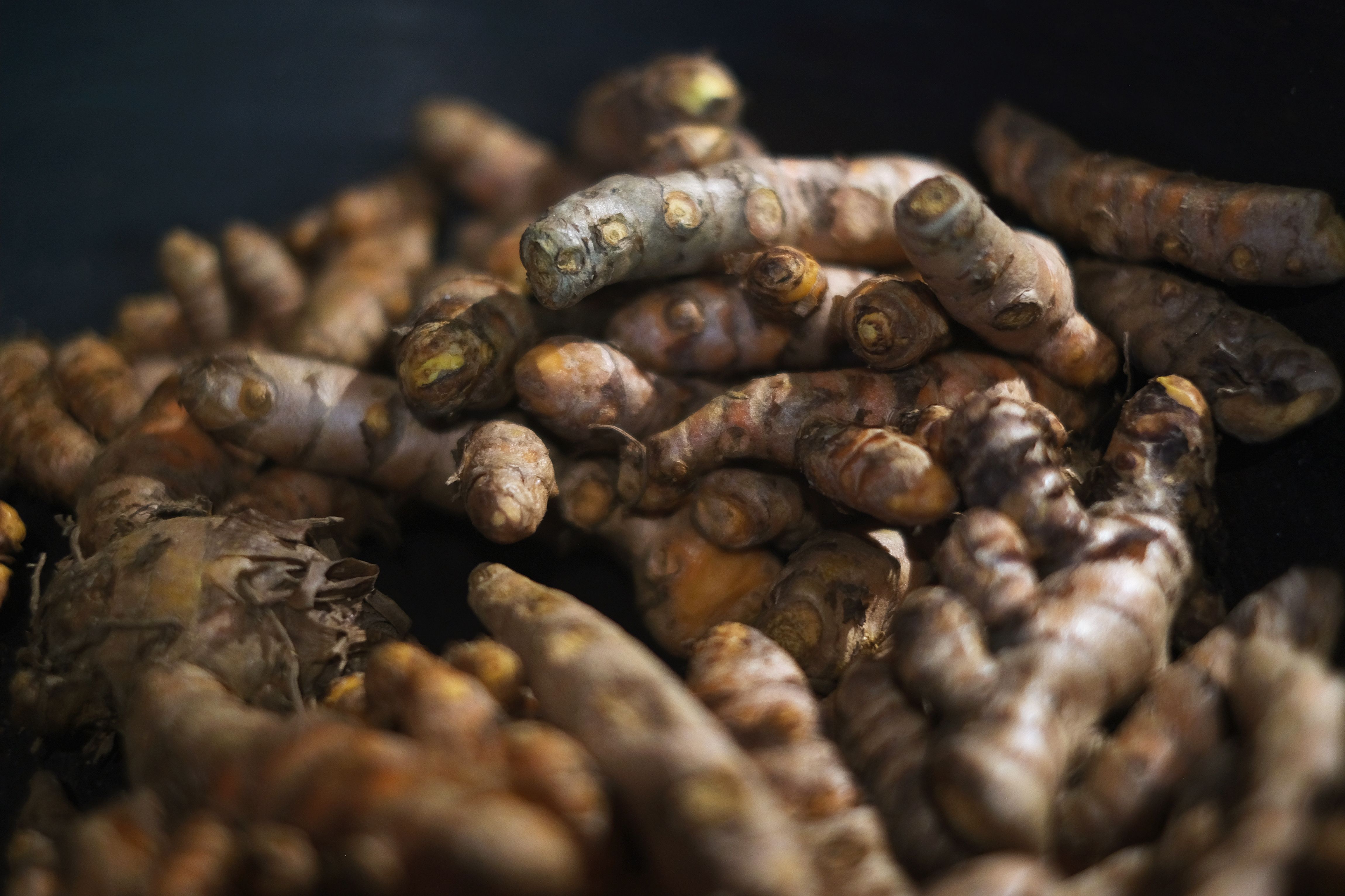 growing turmeric