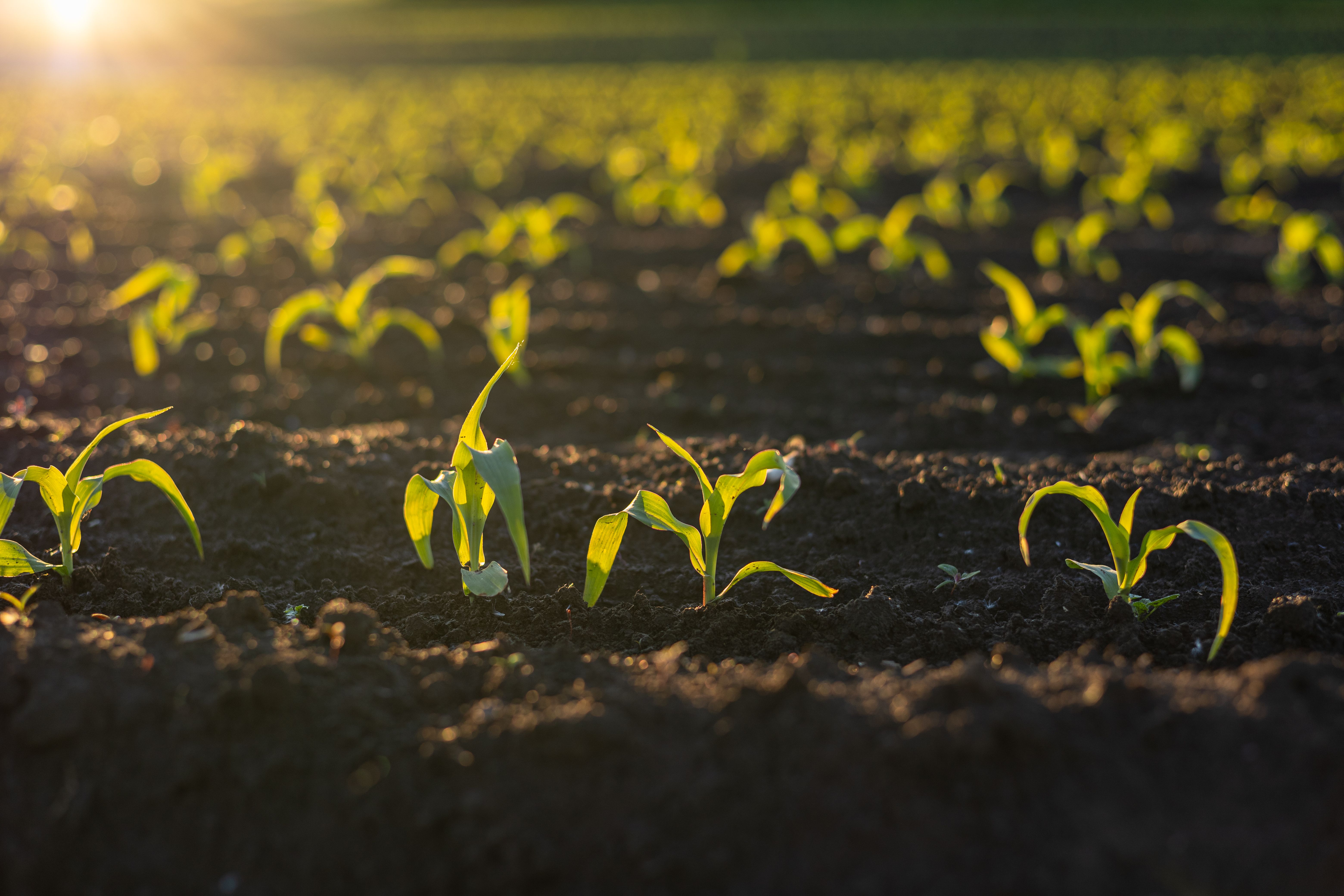 conventional farming