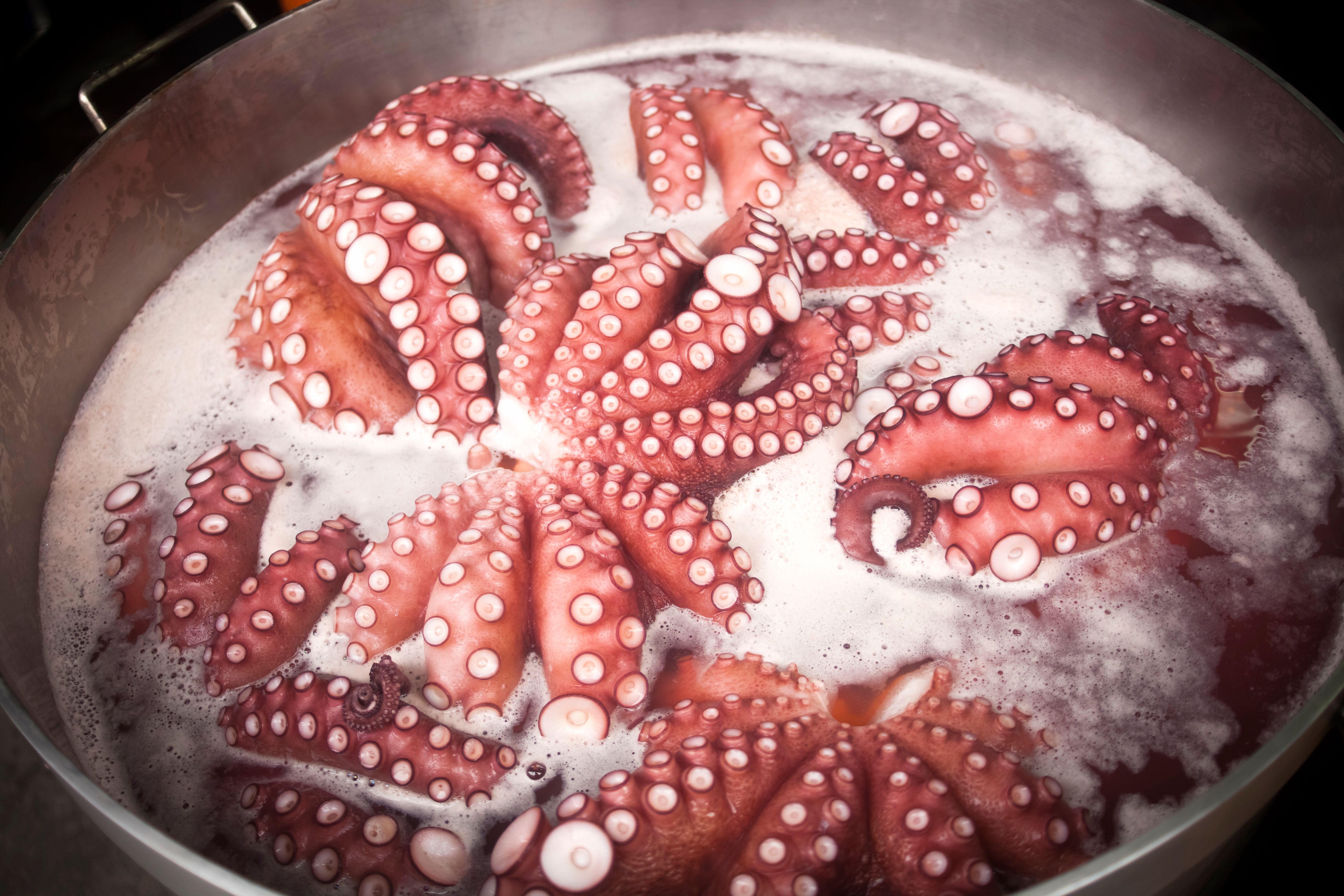 octopus boiling
