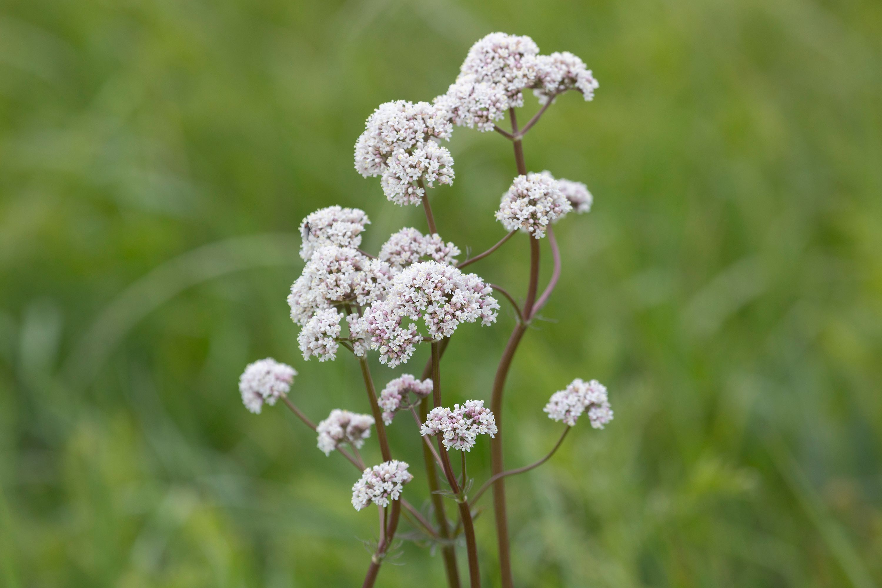 valerian plant