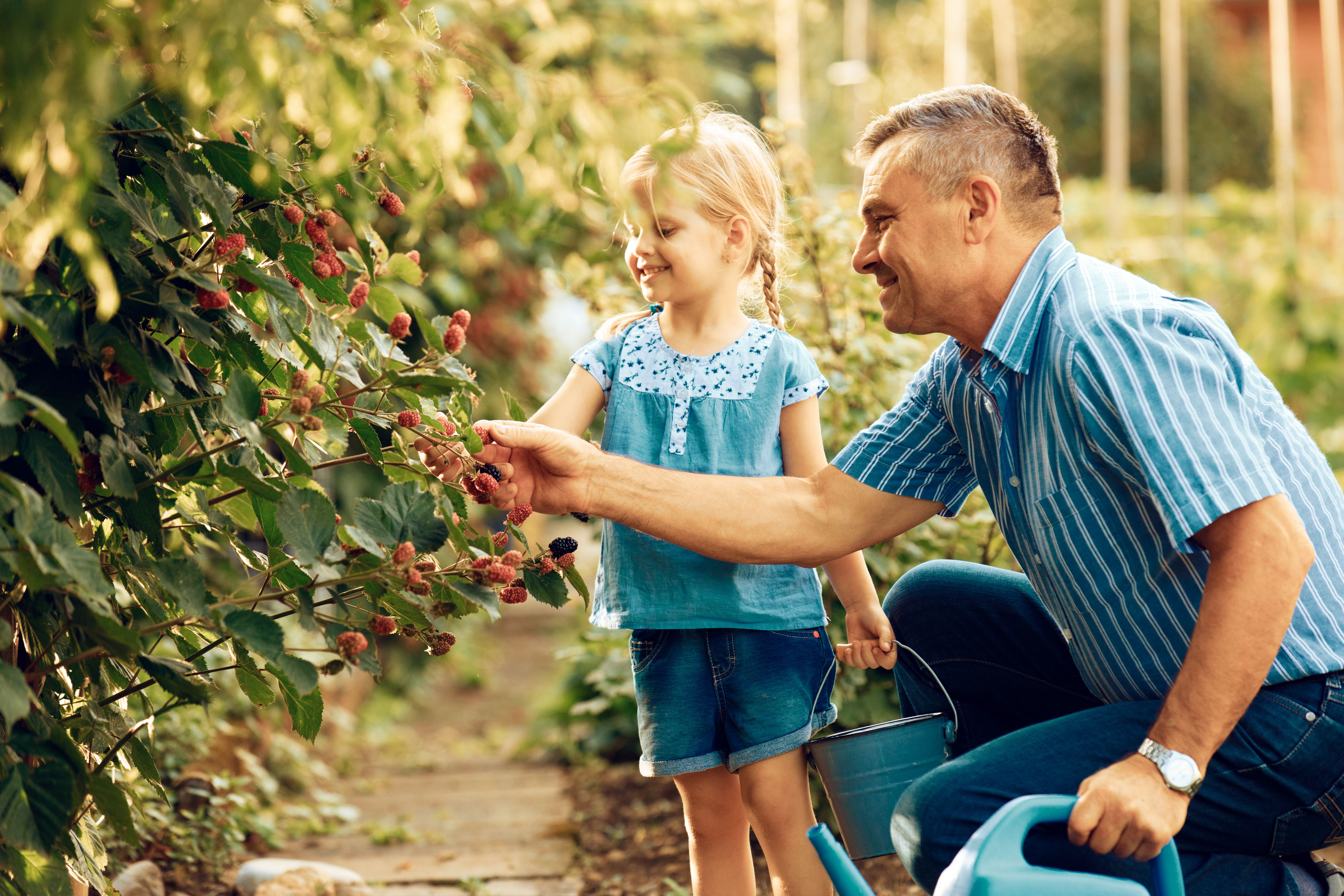 family picking berries