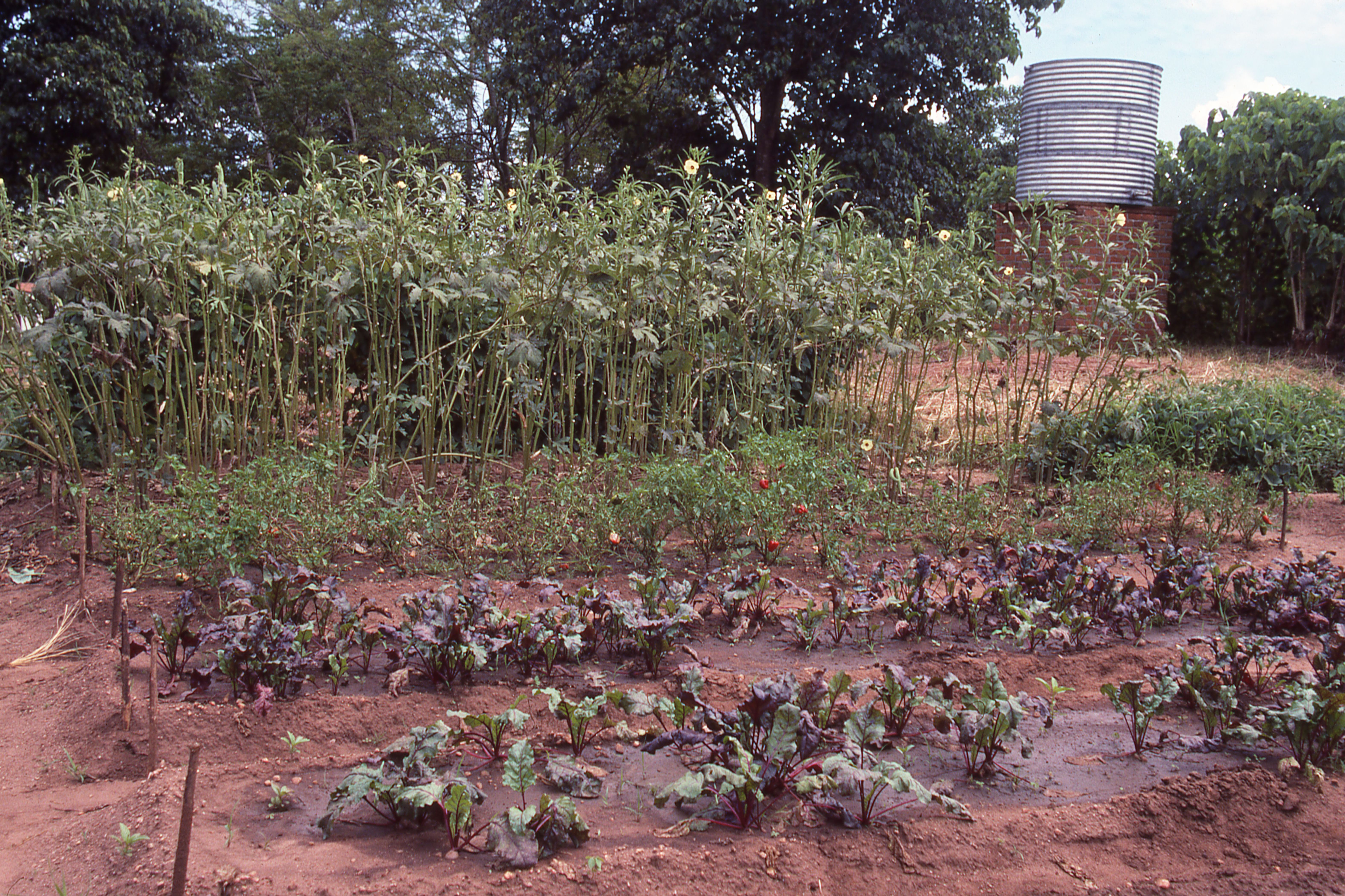 urban farming Malawi