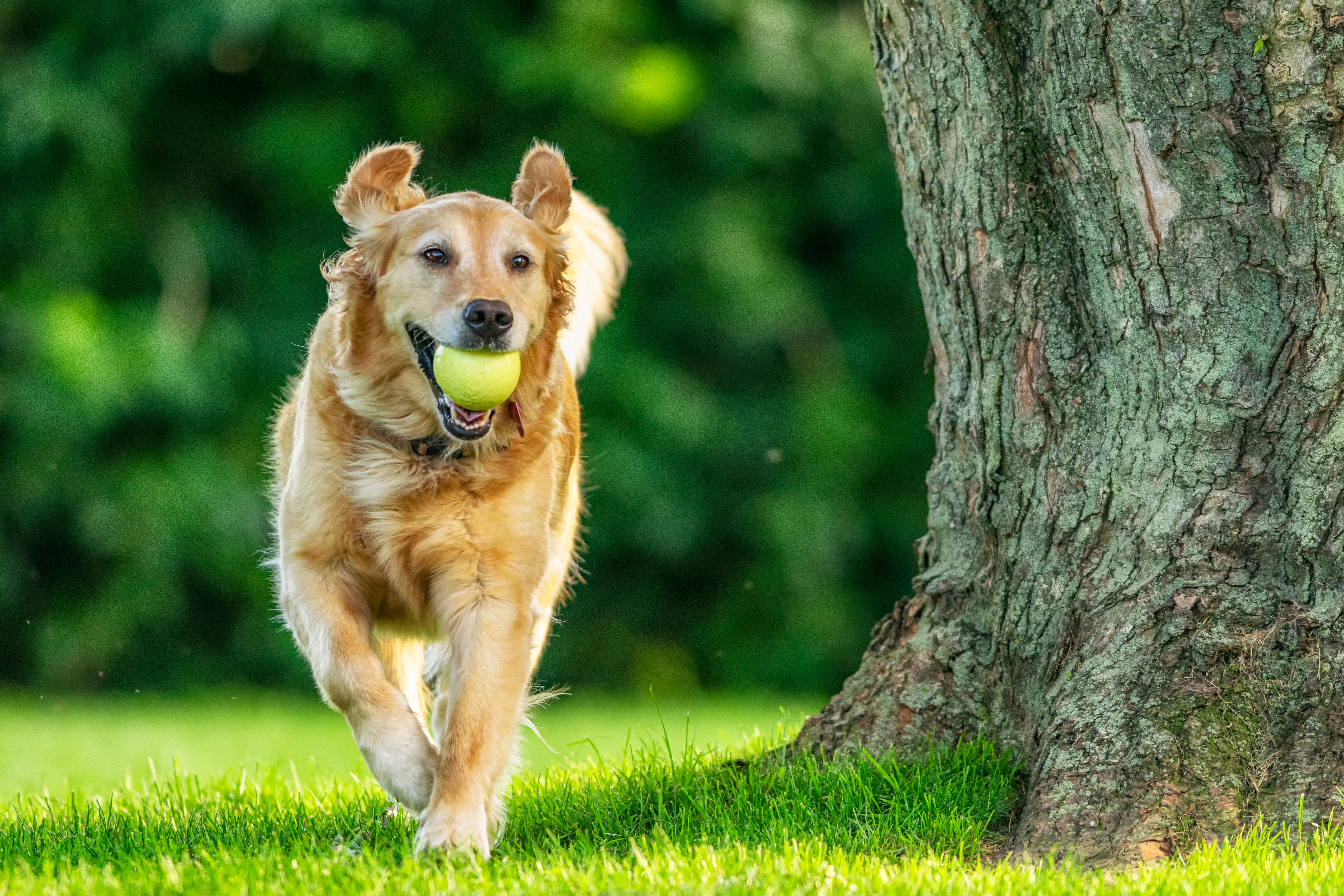 dog playing fetch