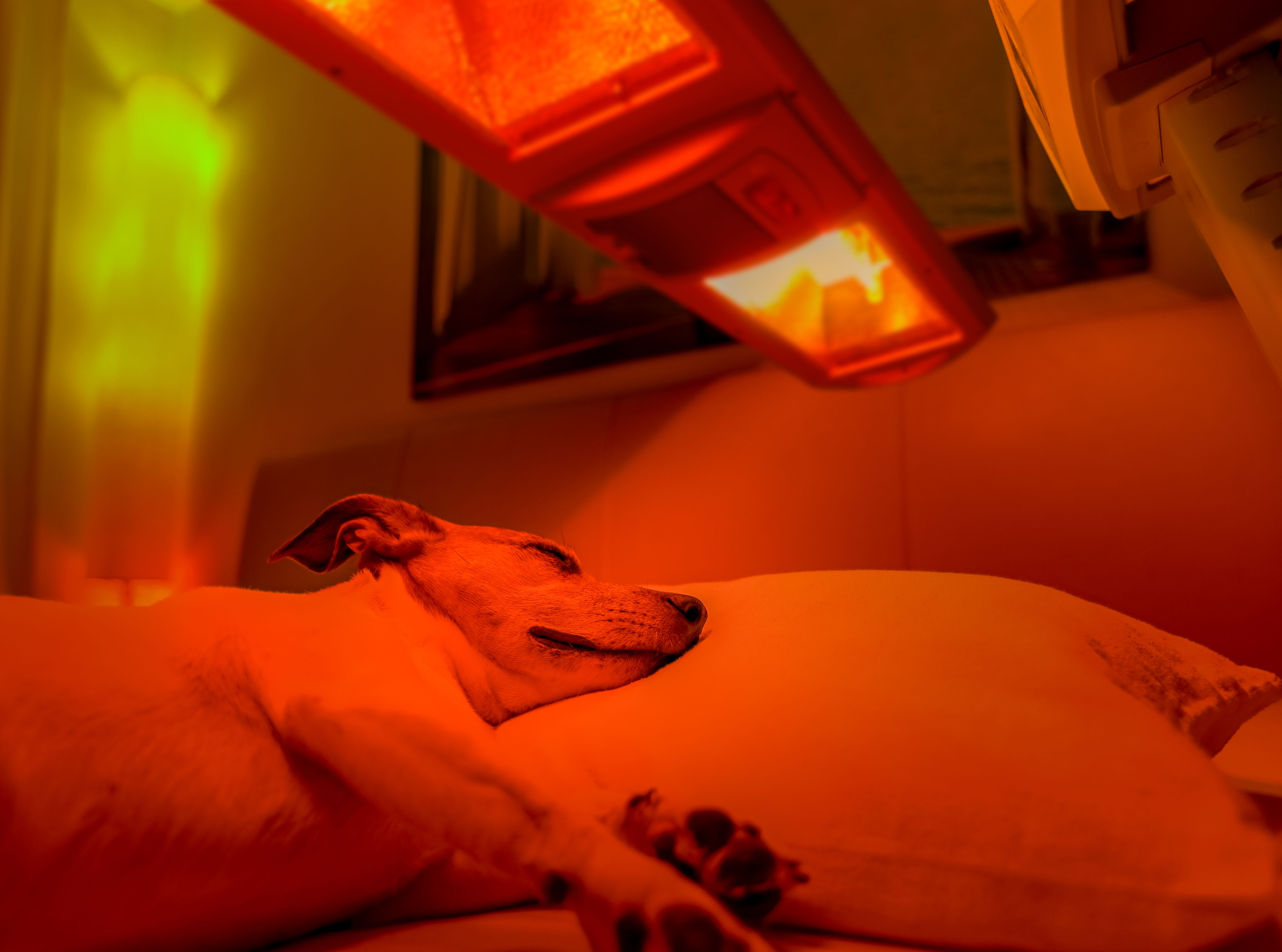 red light therapy dog