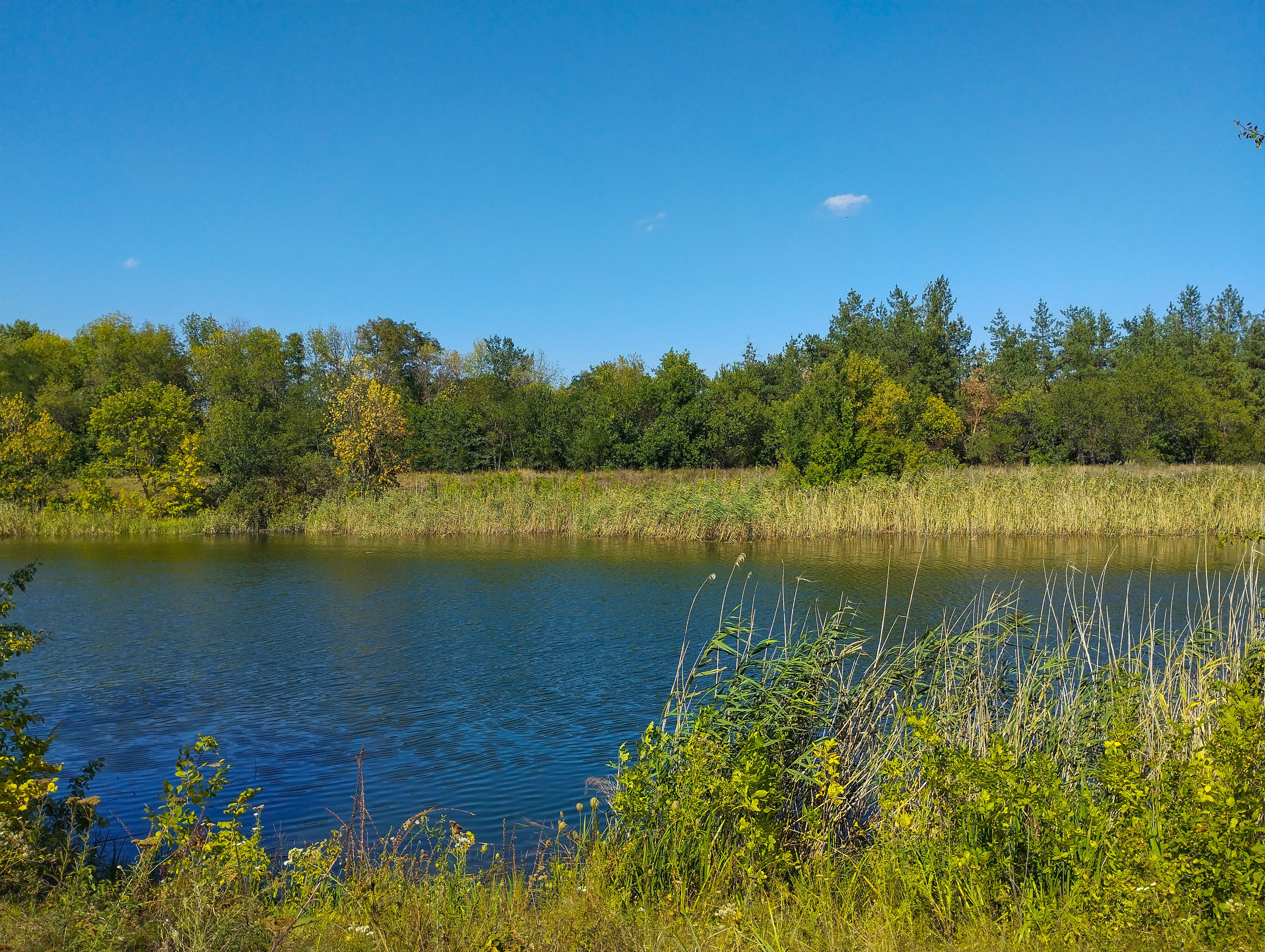 eastern european forest