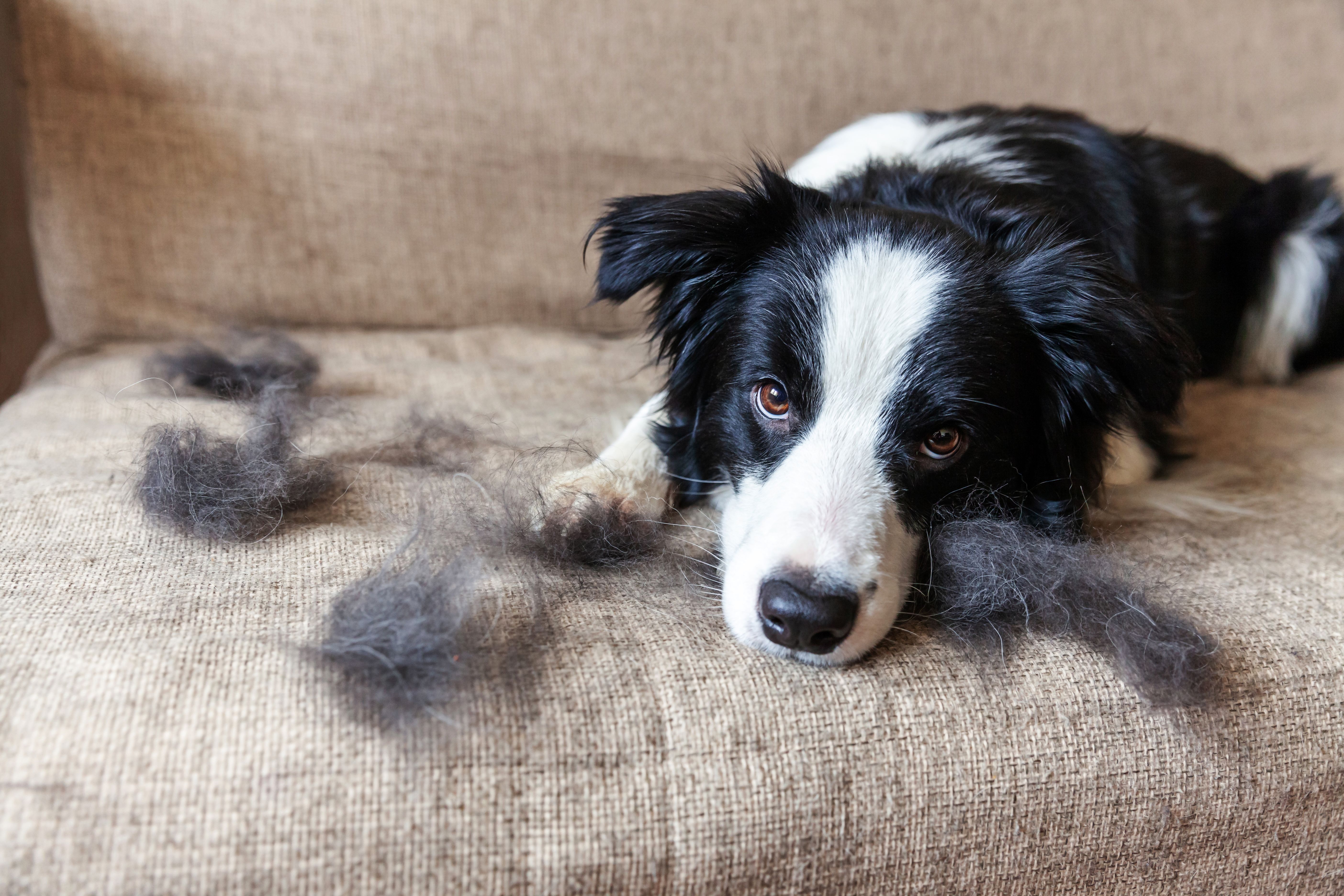 dog shedding