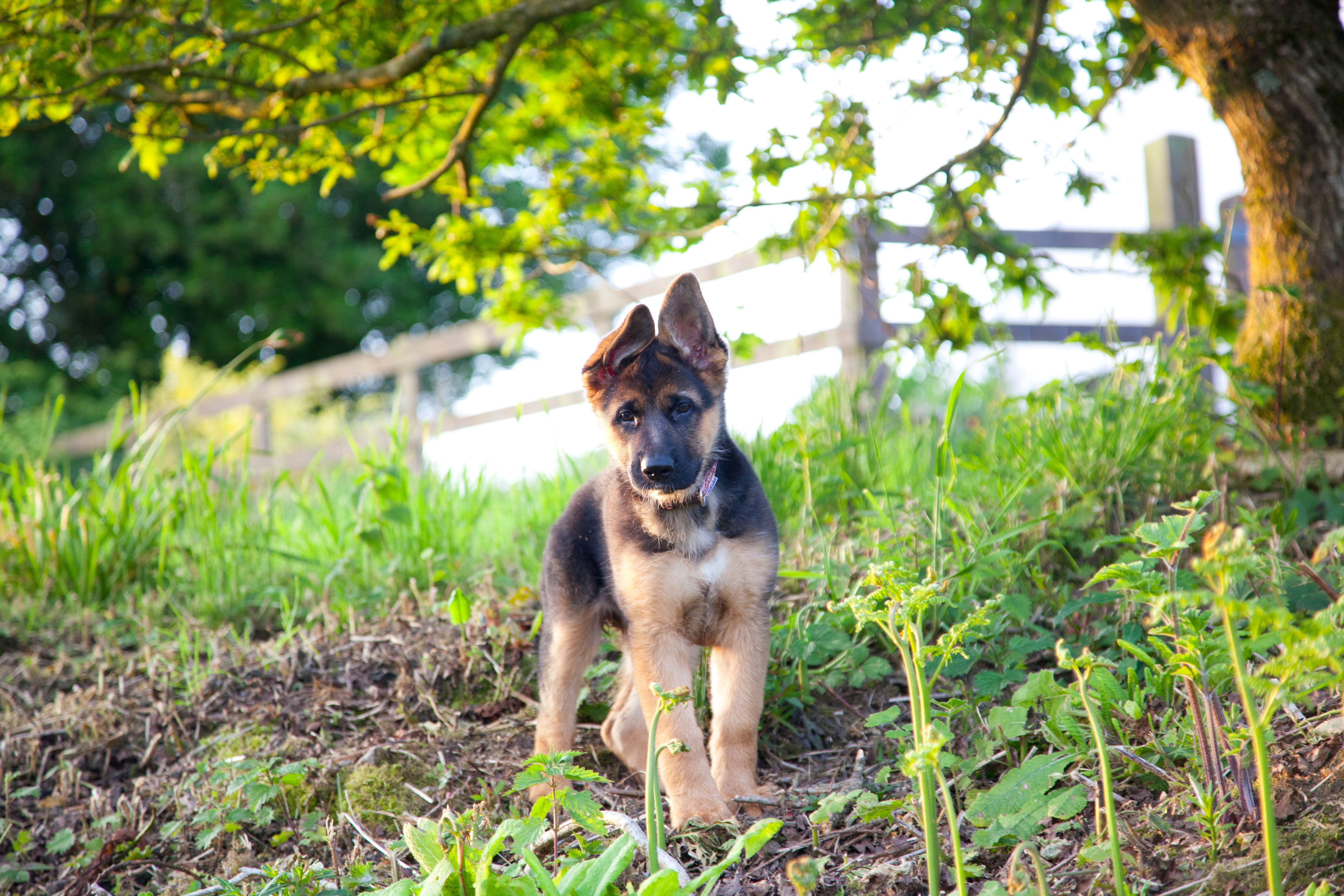 playful german shepherd puppy