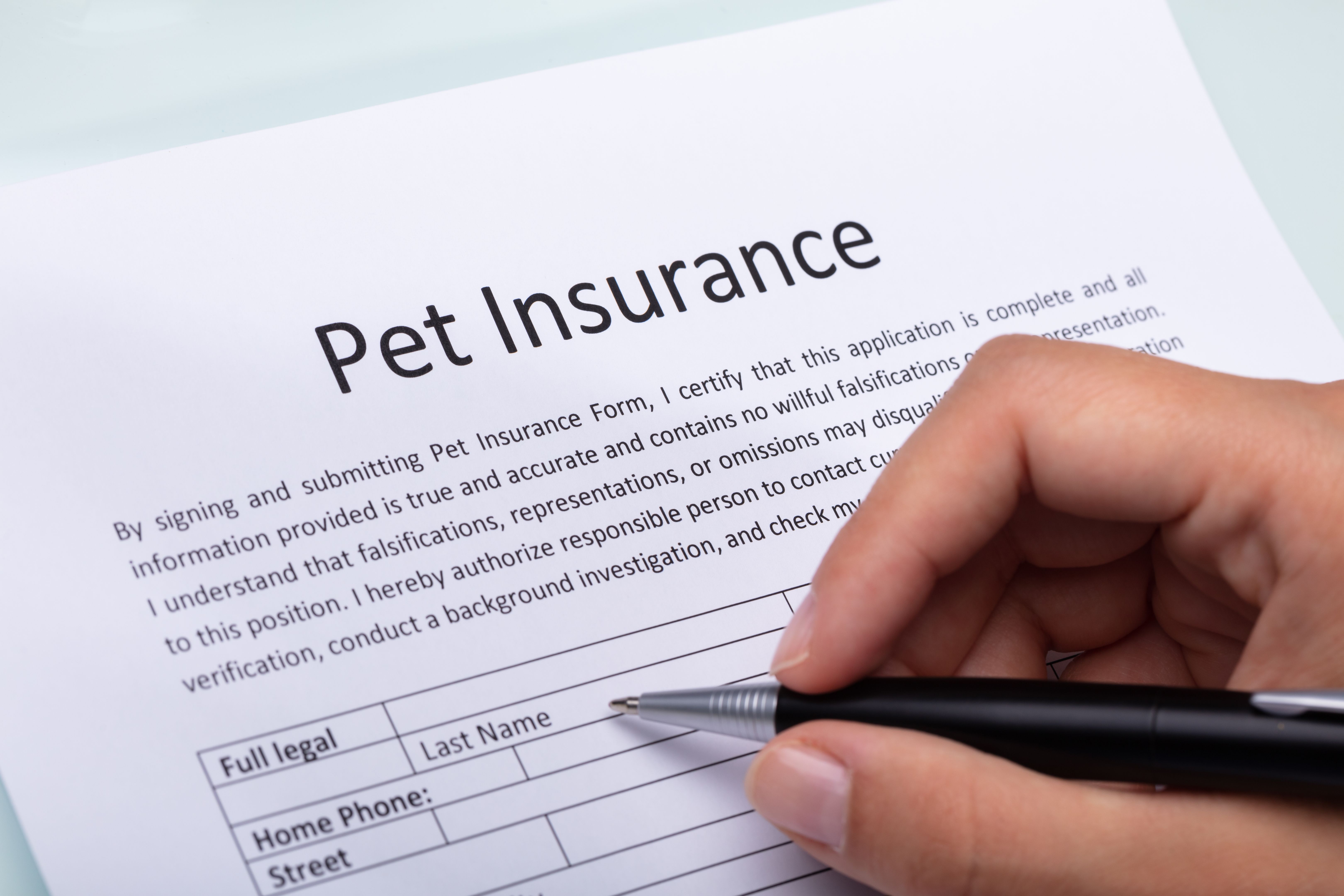 pet insurance policy