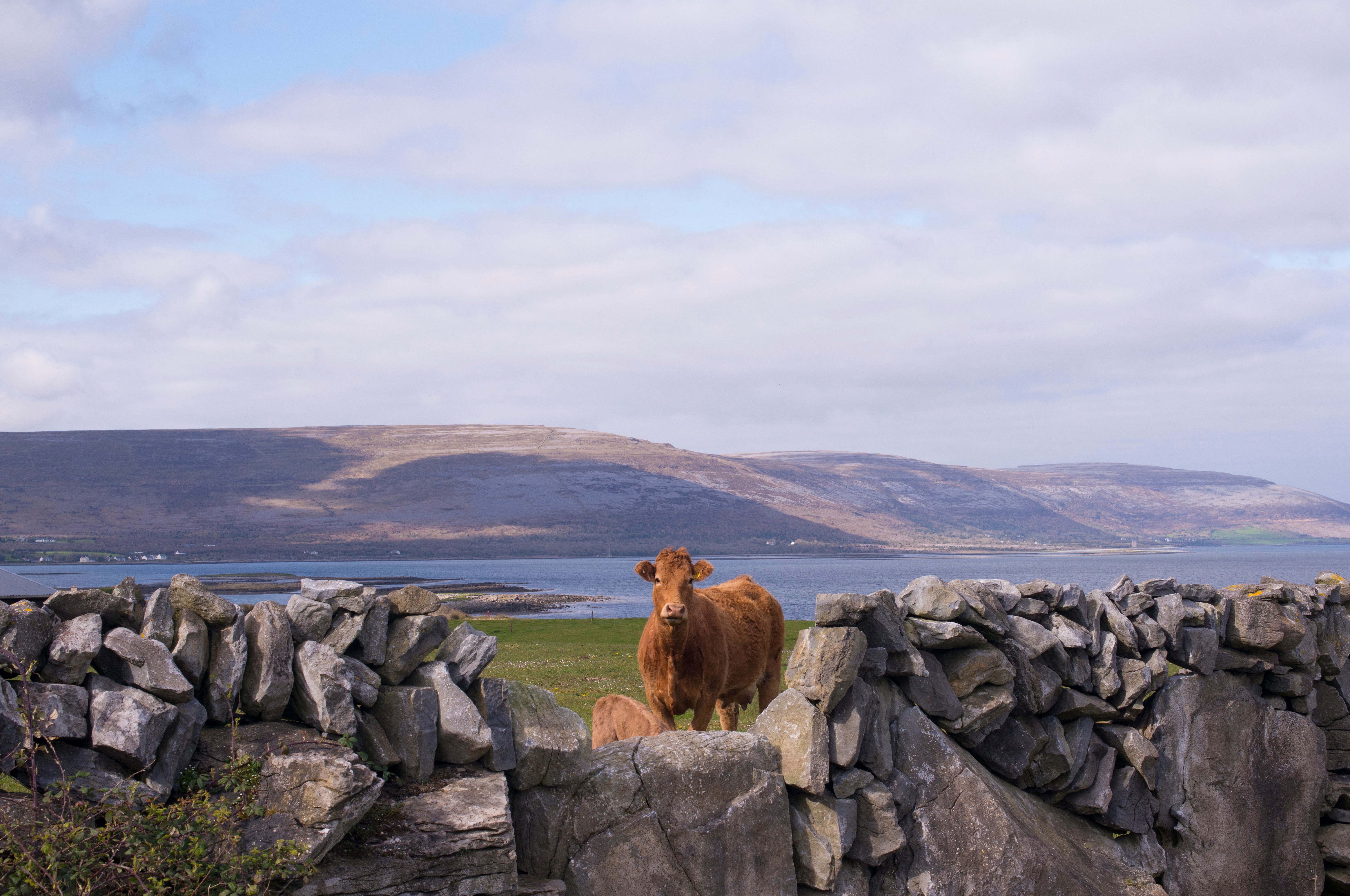 Cows in a field in Ballyvaughan, Connemara, County Galway, Wild Atlantic Way, Ireland.