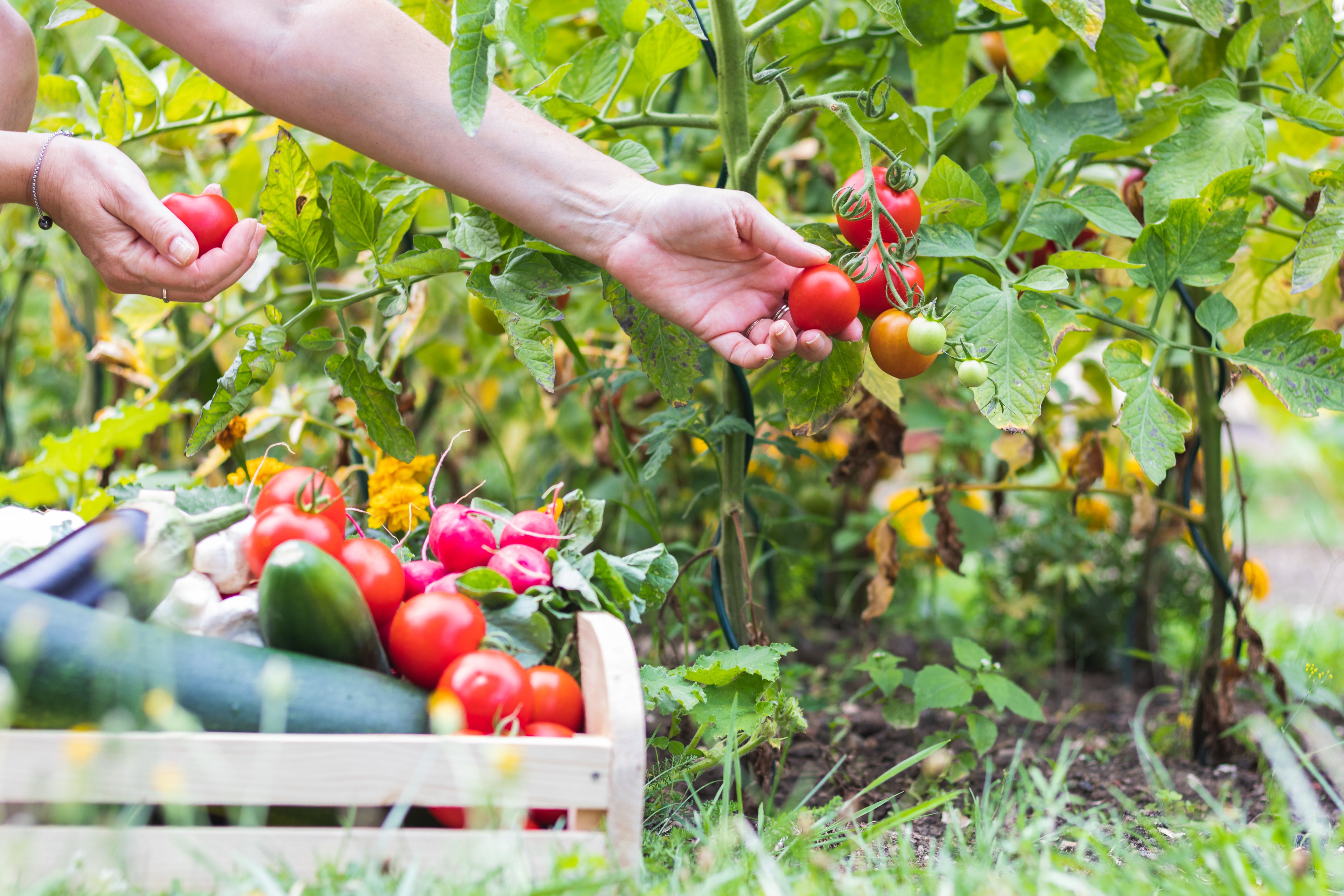 harvested produce