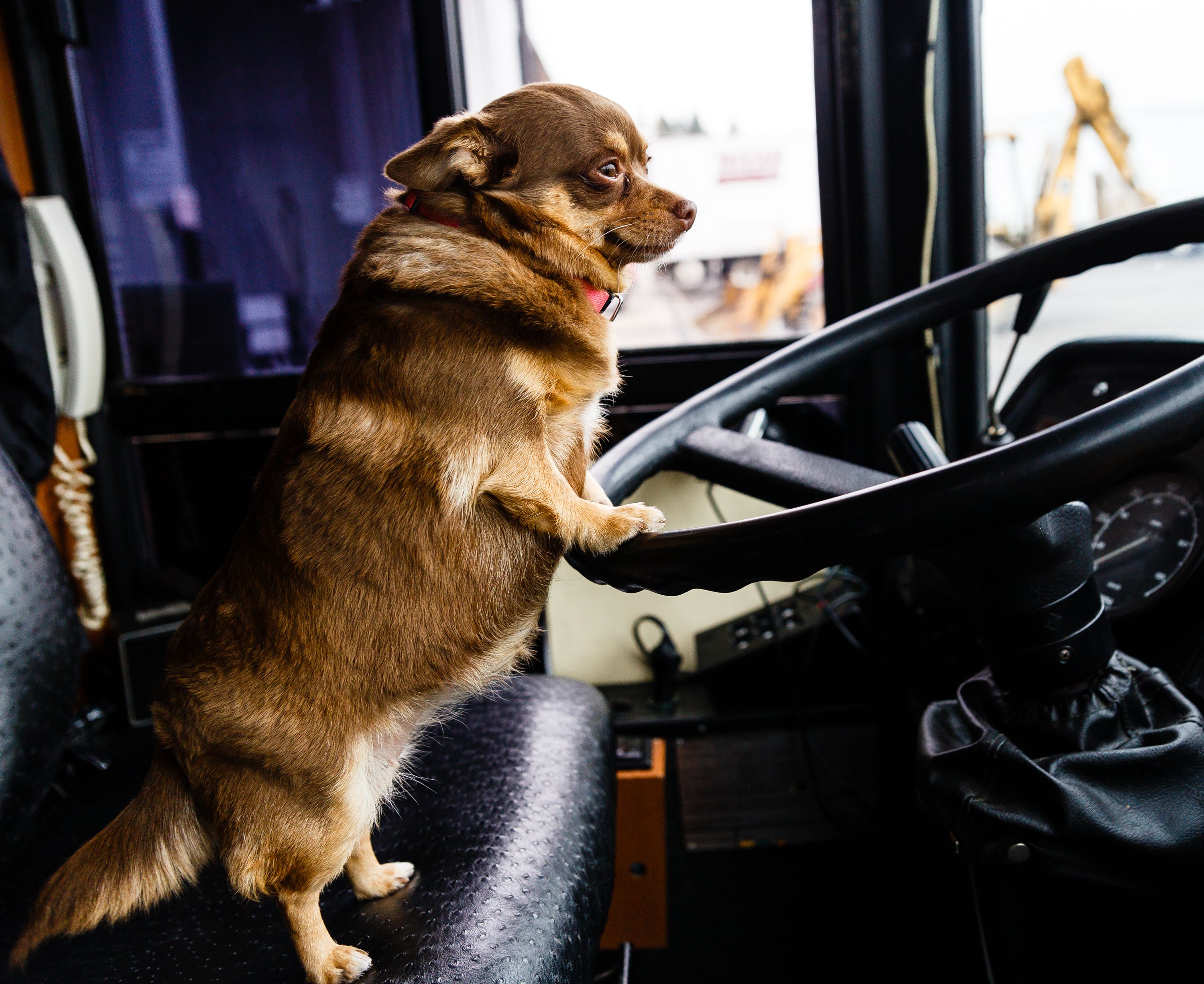 dog bus service