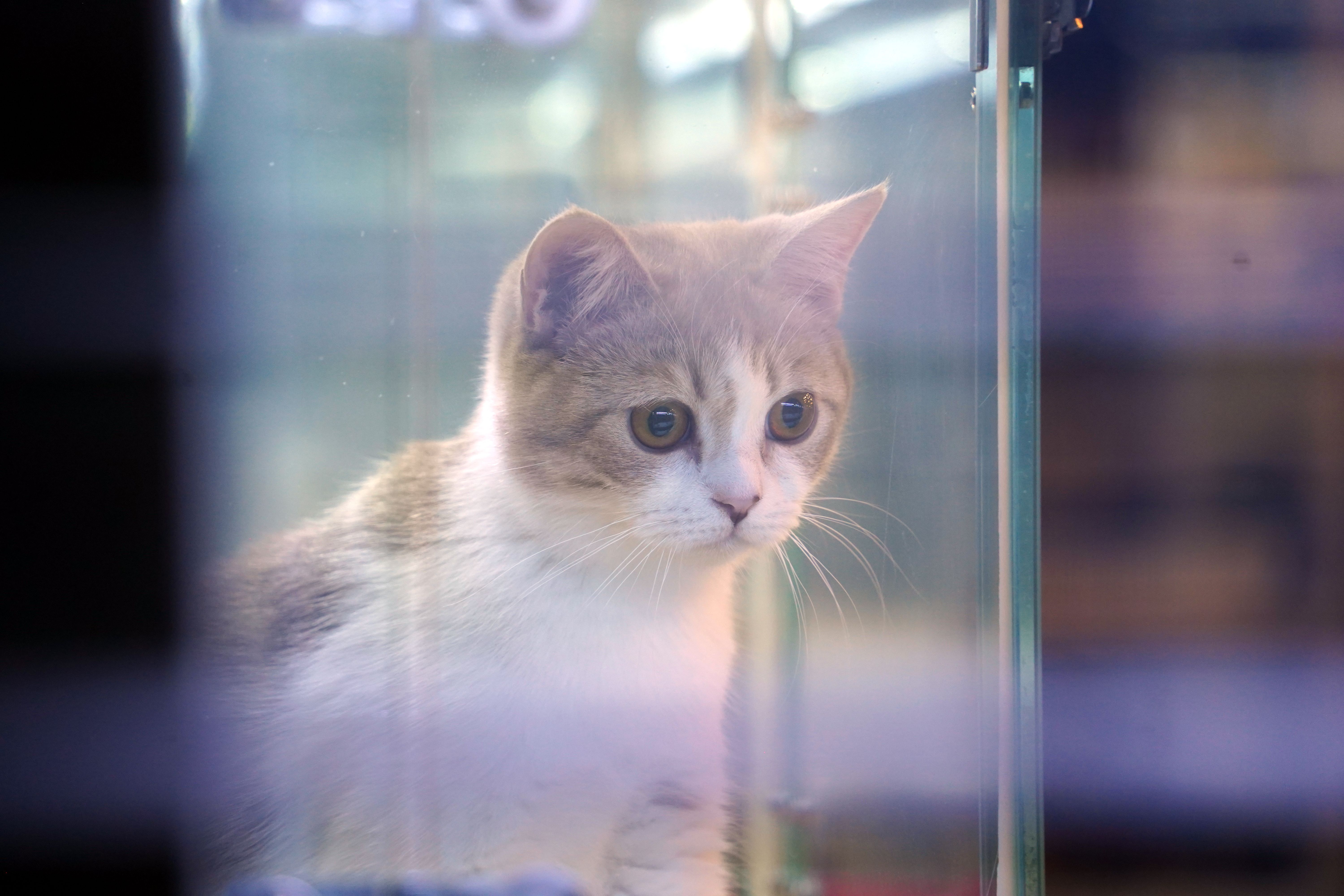 pet adoption center