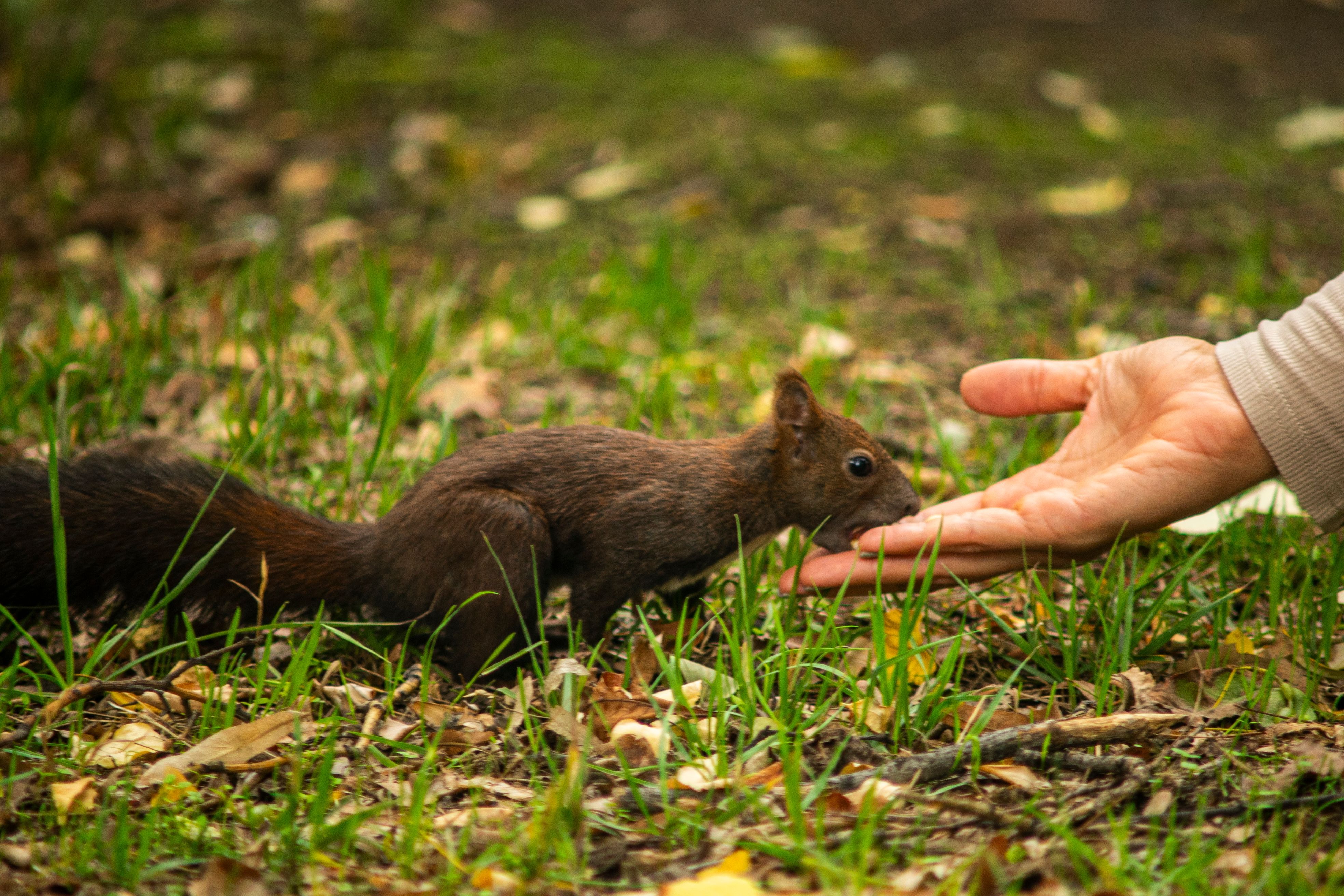 human wildlife interaction