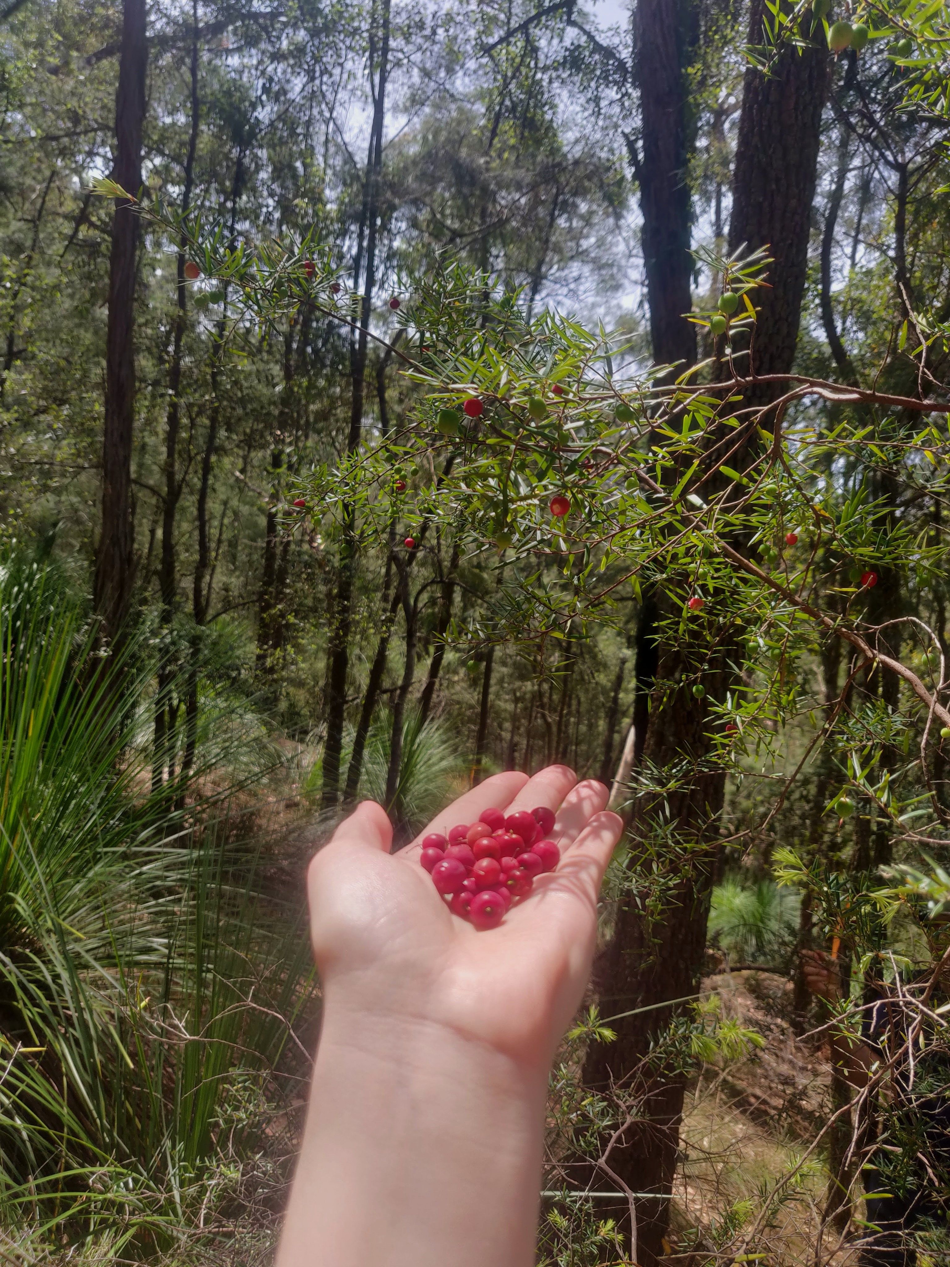 native australian ingredients