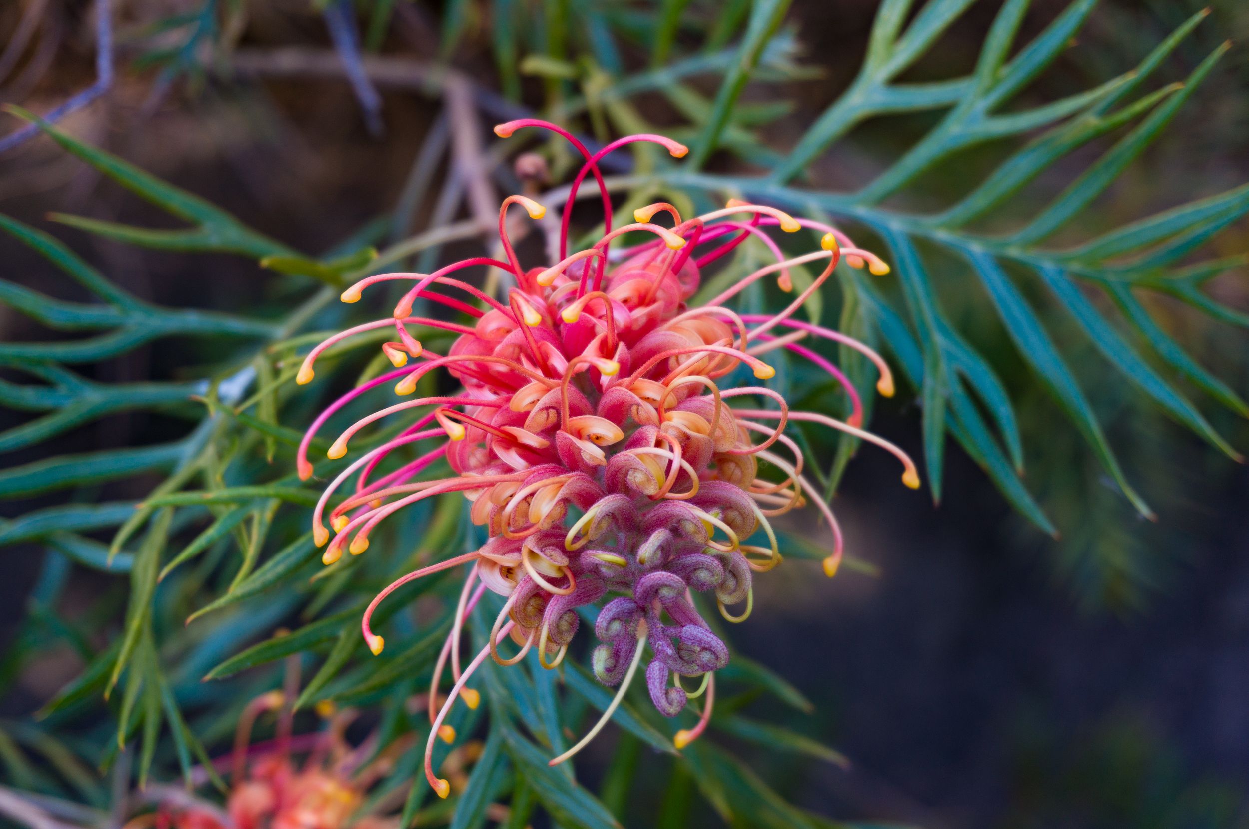 grevillea flowers