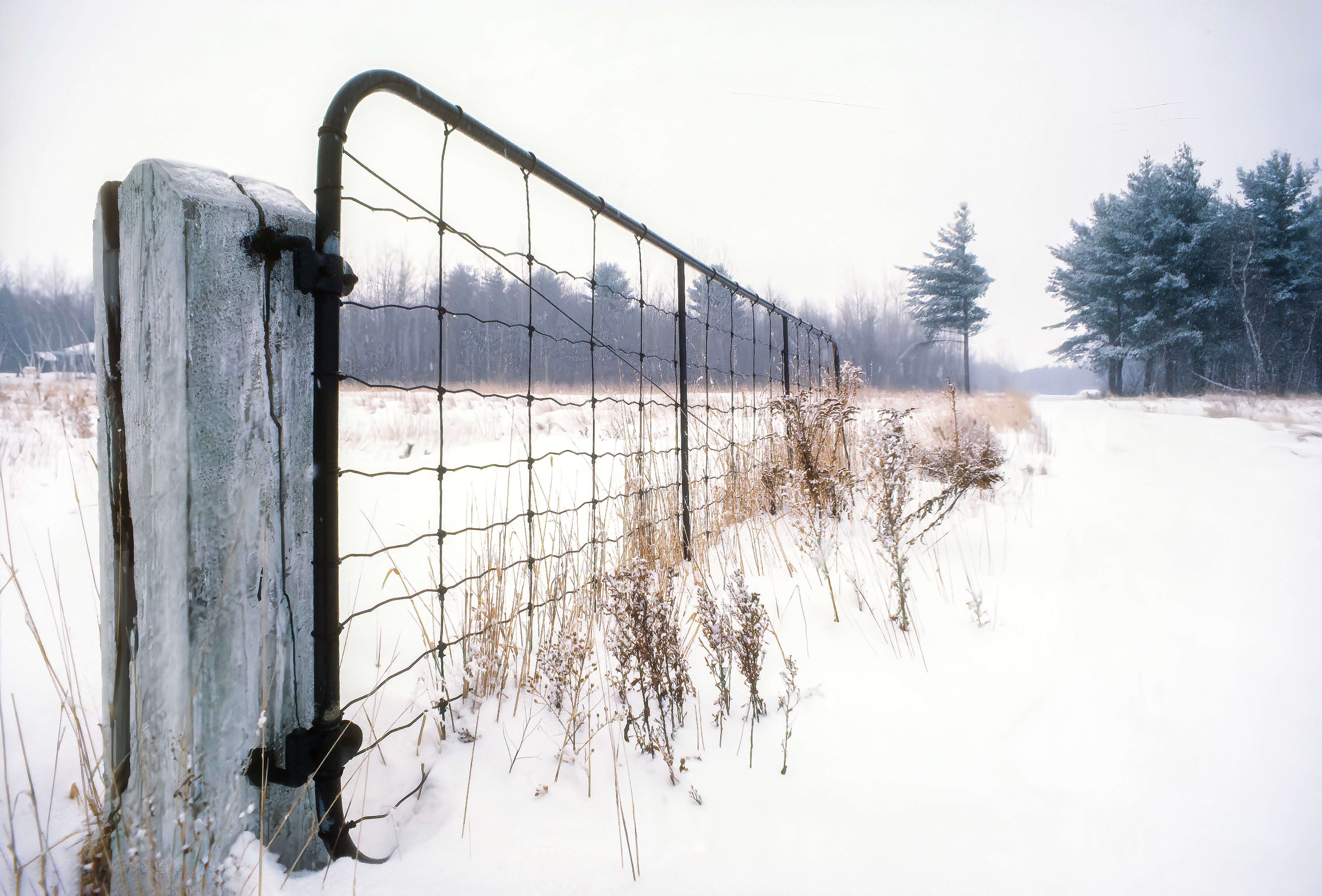 fence winter