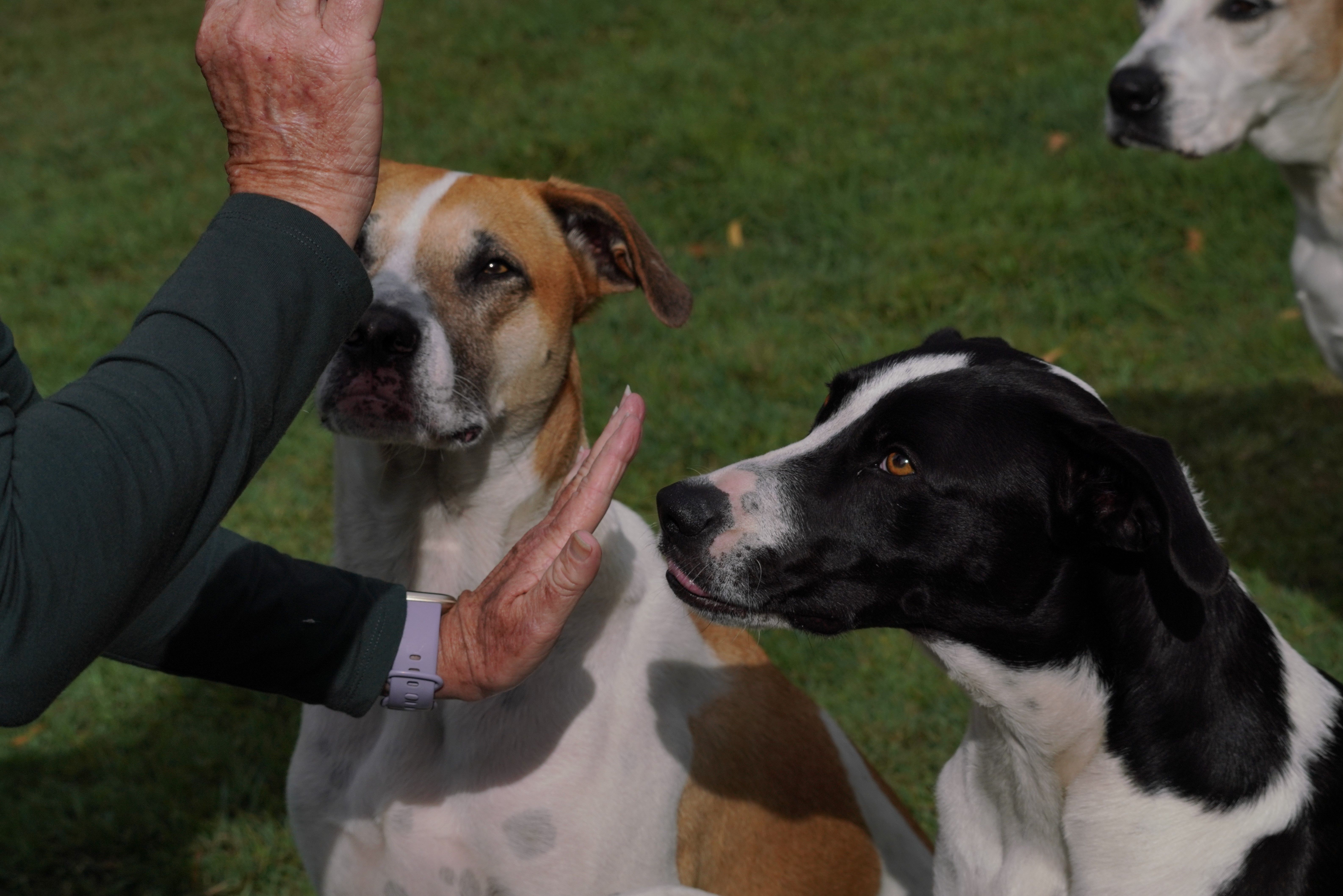 A pet owner training her dogs