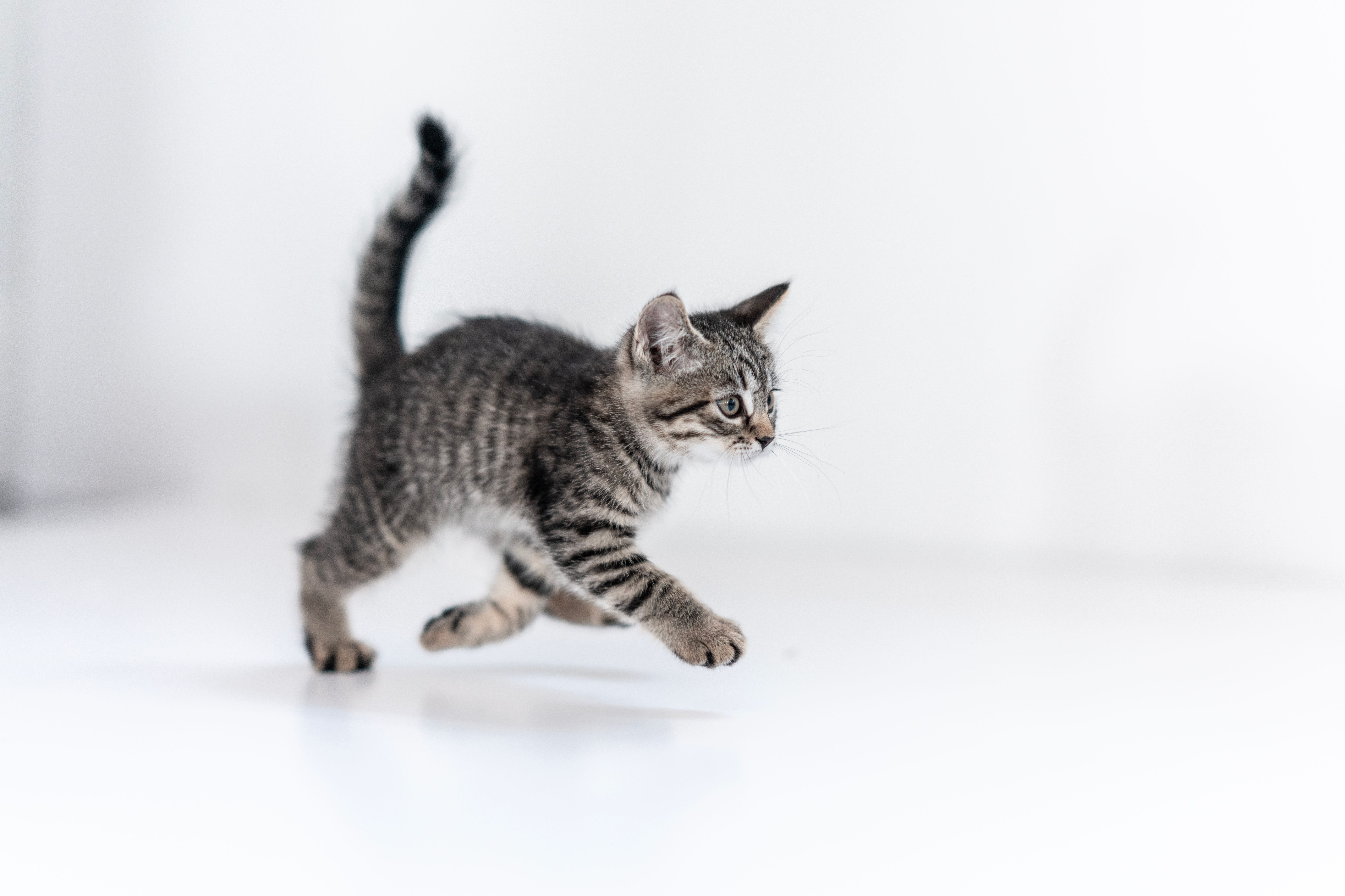 pet adoption process
