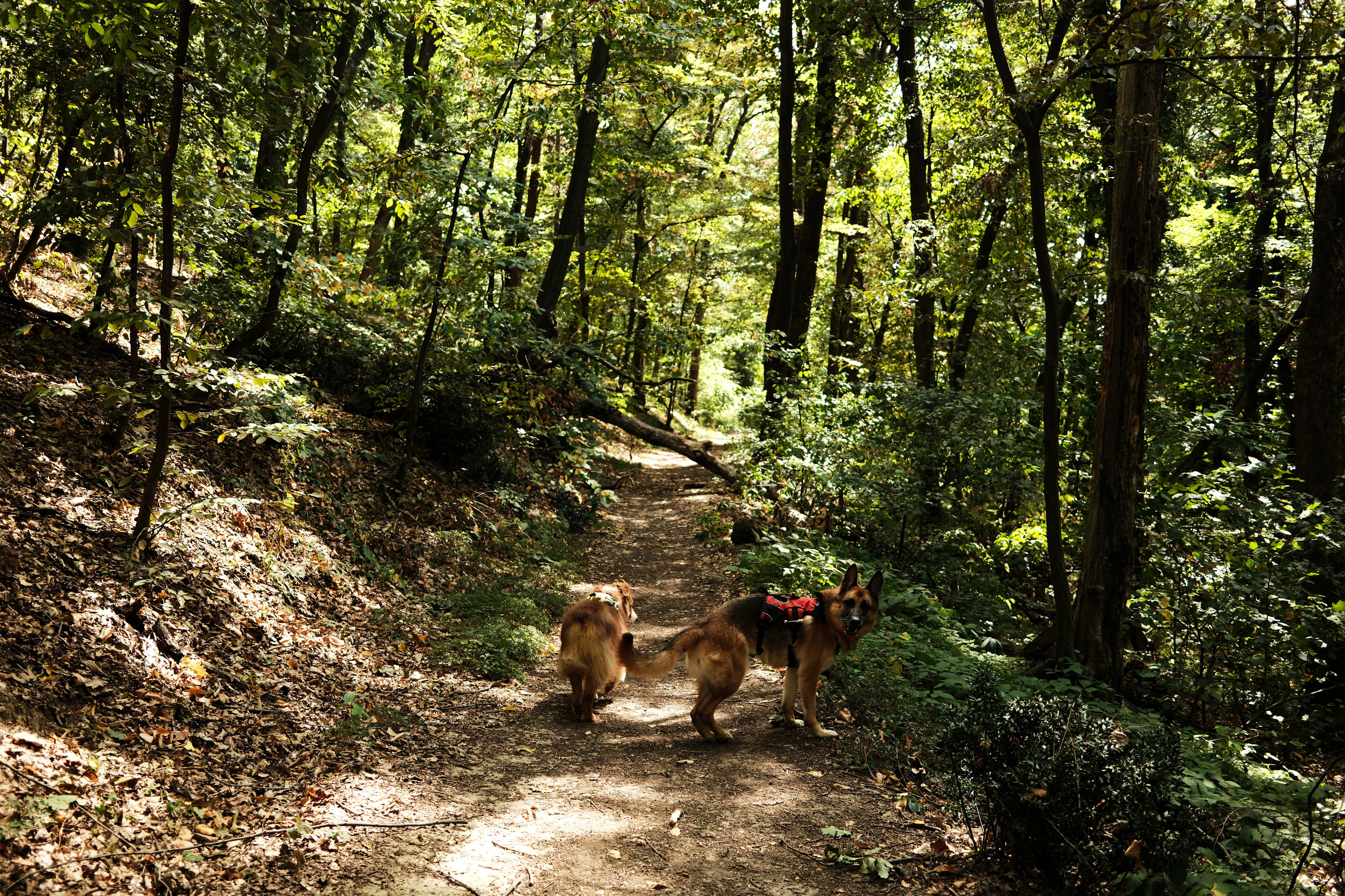 dog exploring trail