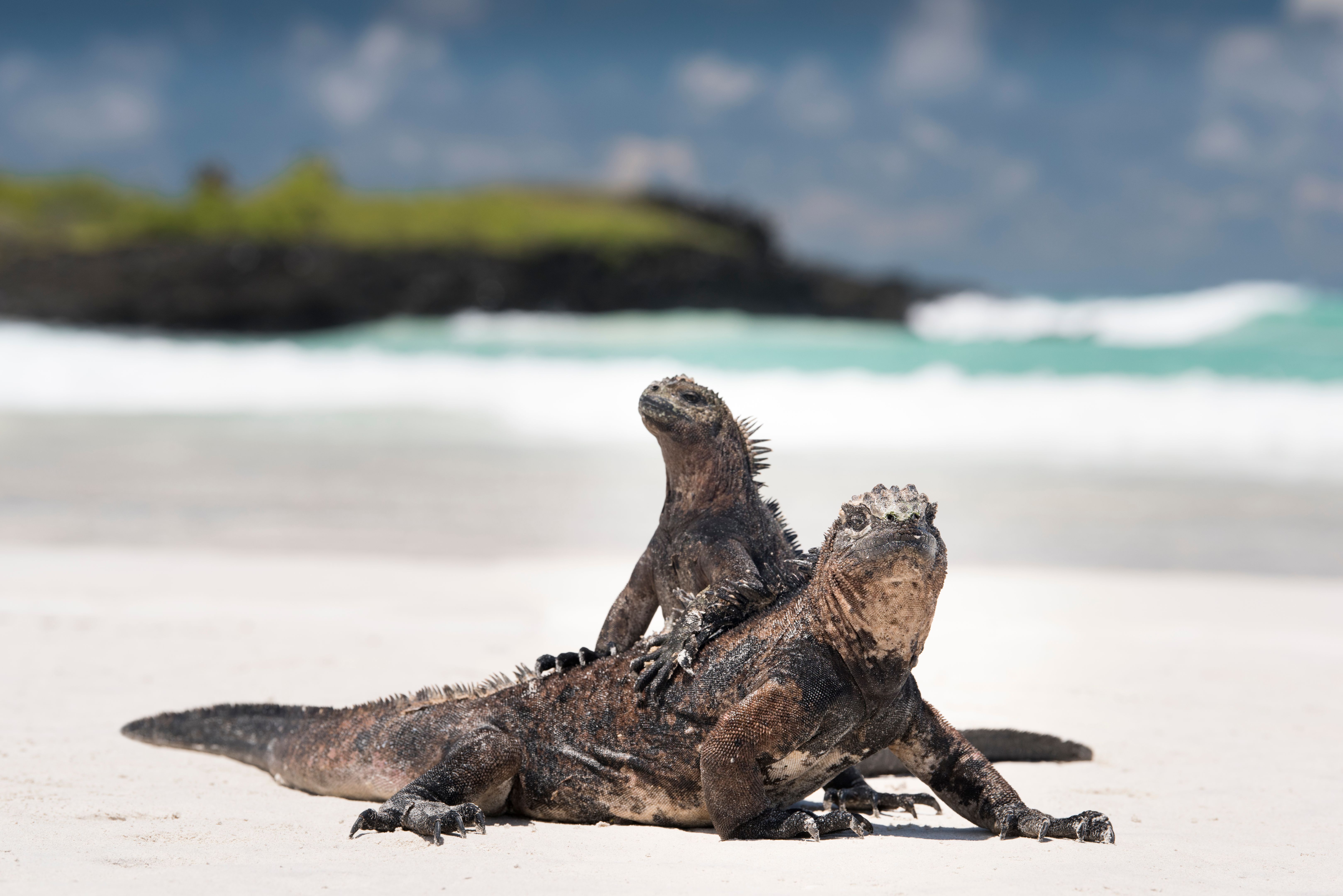 Marine Iguanas Mating, Santa Cruz Island, Galapagos, Ecuador Marine Iguanas Mating, Santa Cruz Island, Galapagos, Ecuador