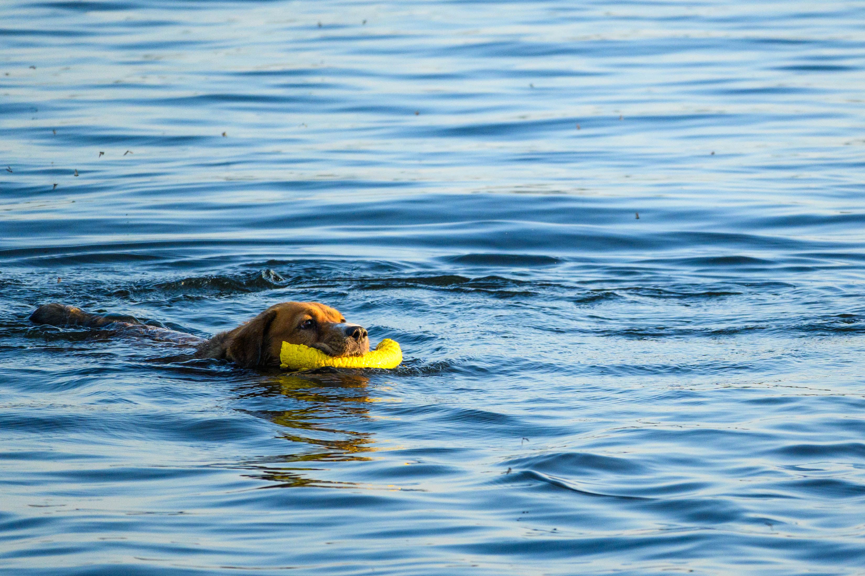 dog swimming