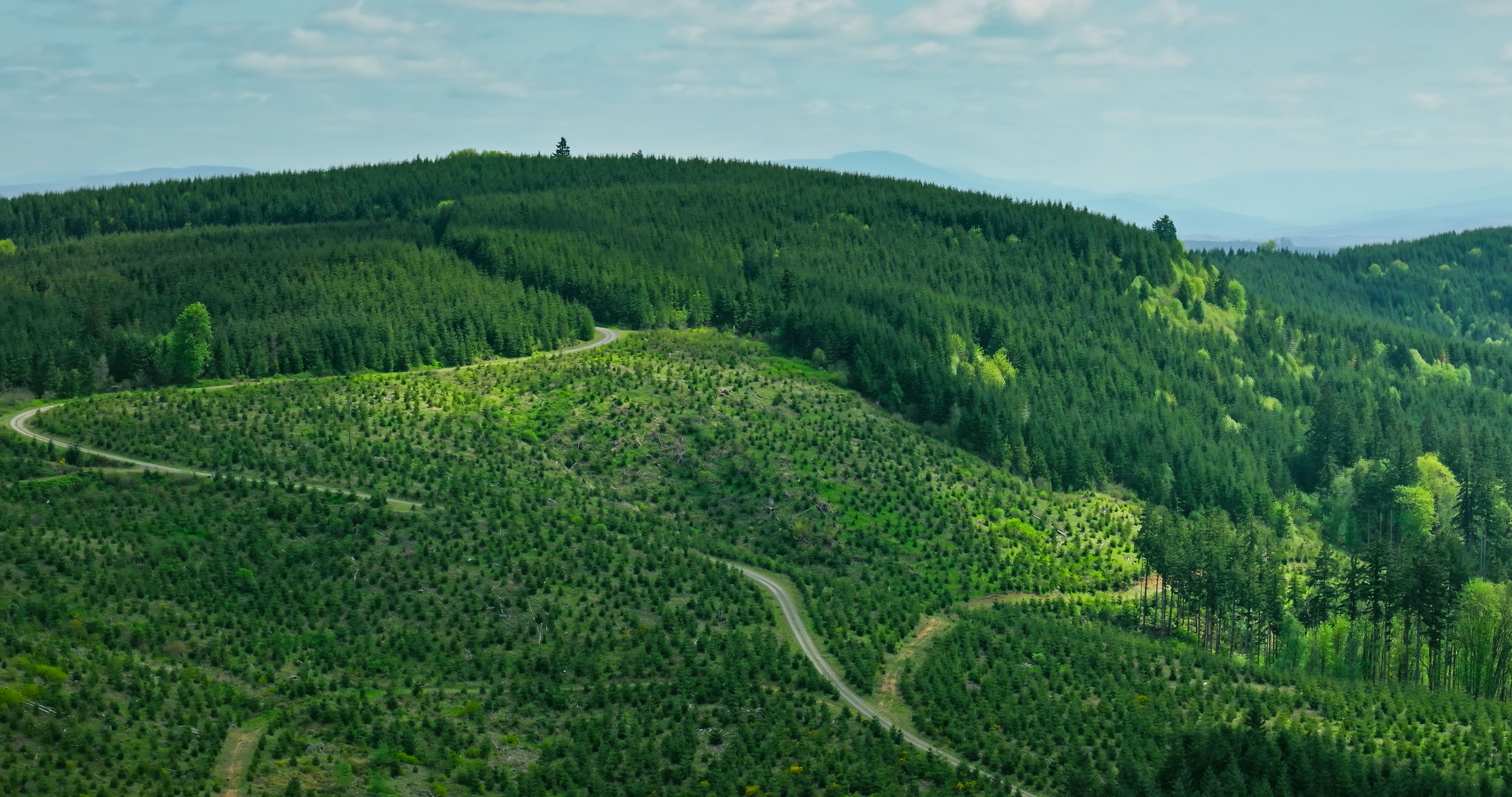drone flying over forest