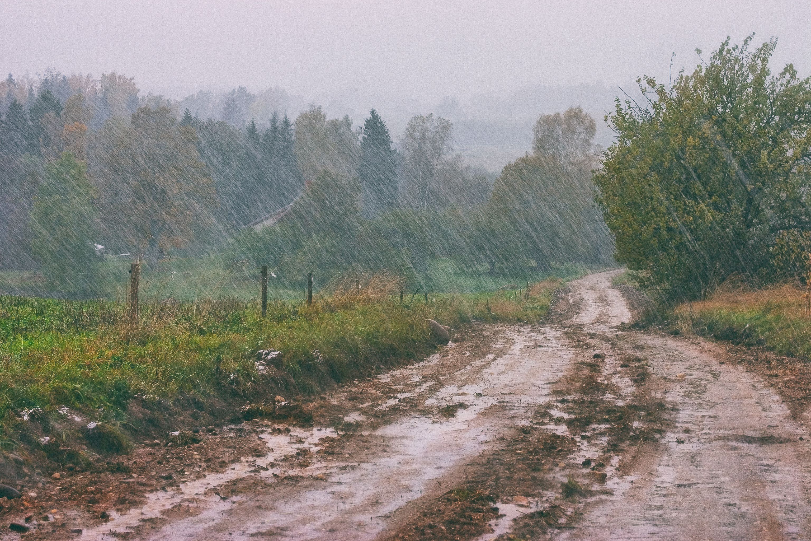 rainy landscape