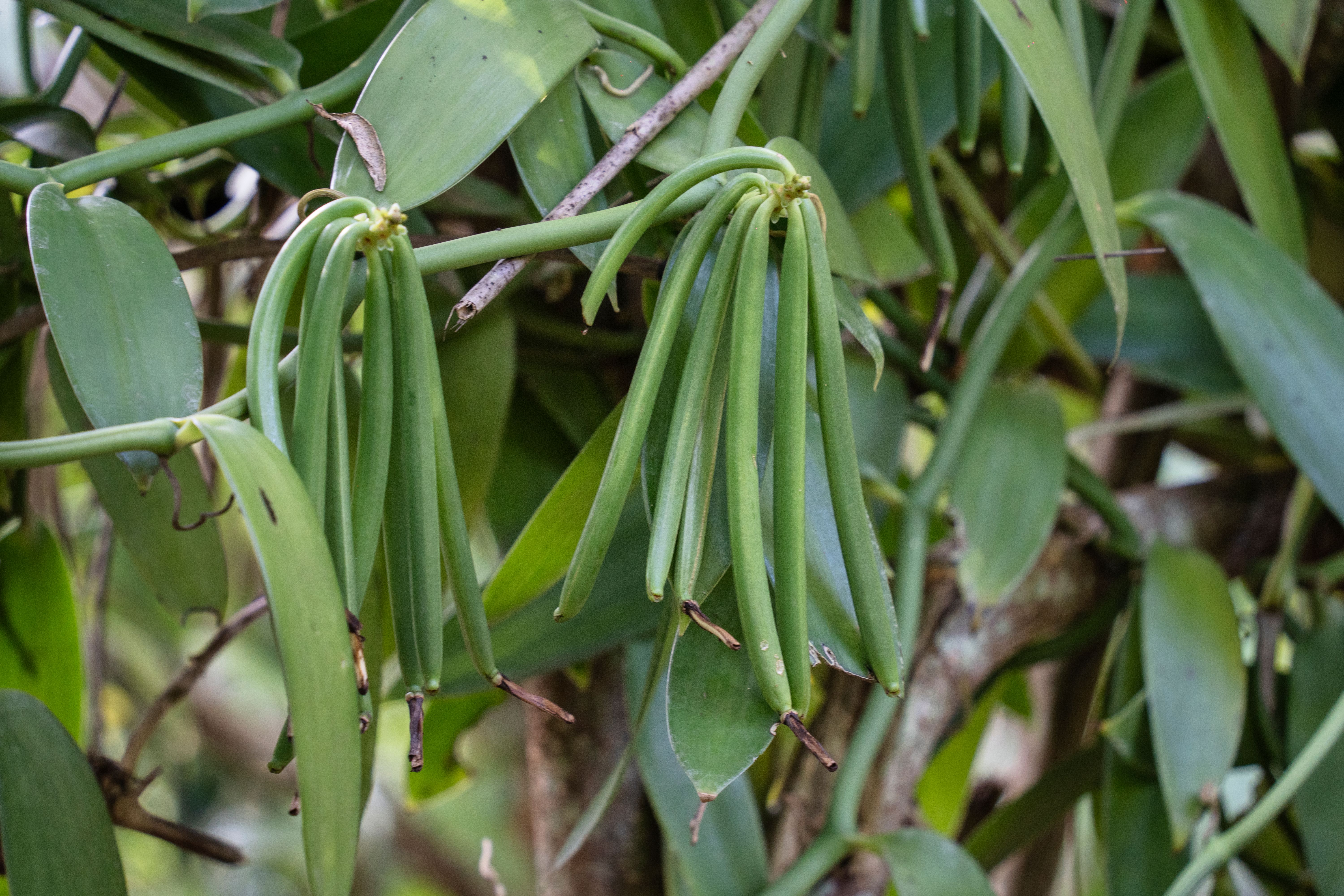 Vagens de baunilha (vanila beans) se desenvolvendo Vagens de baunilha (vanila beans) se desenvolvendo