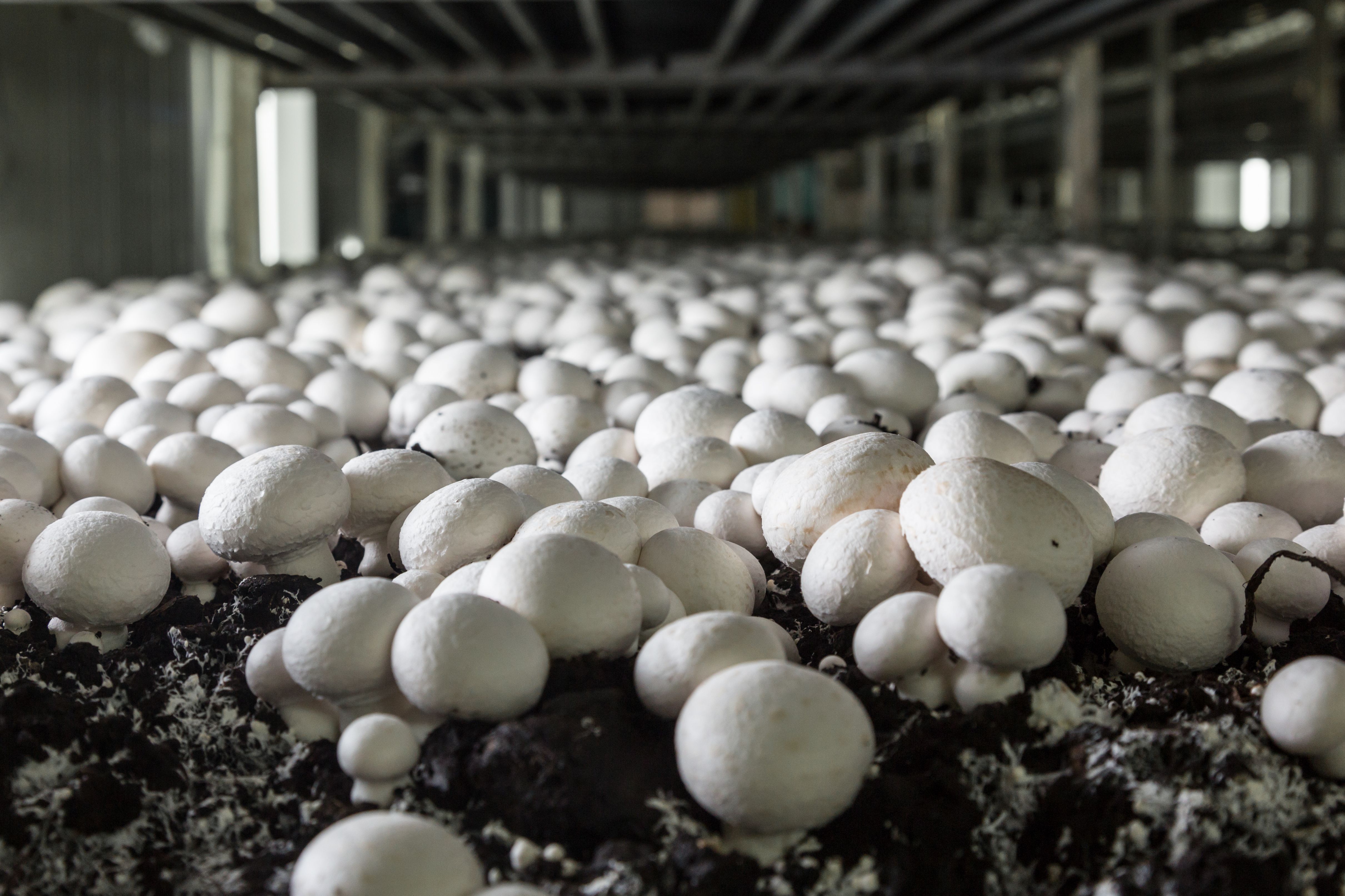 mushroom farm
