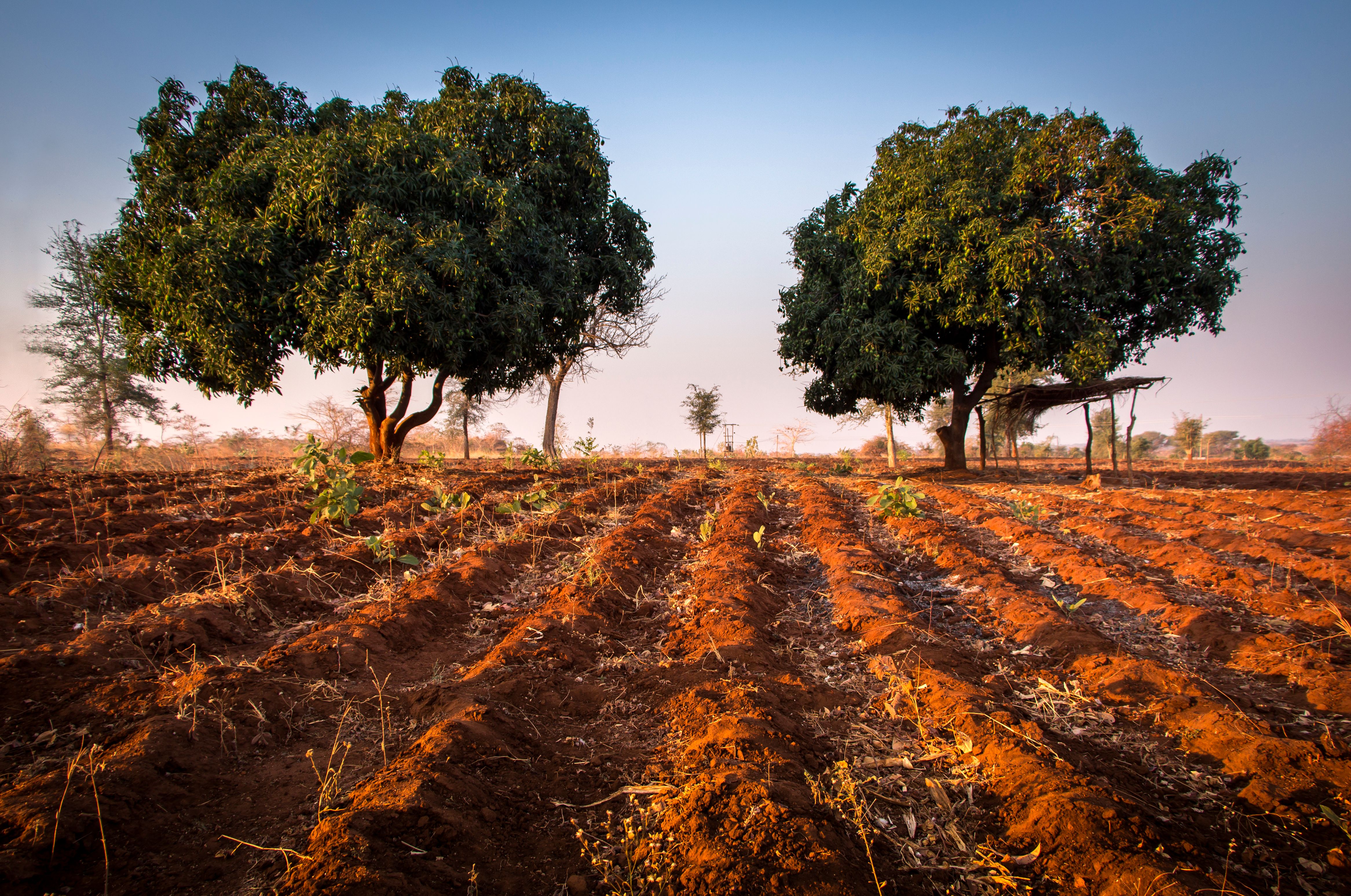 soil preparation Malawi