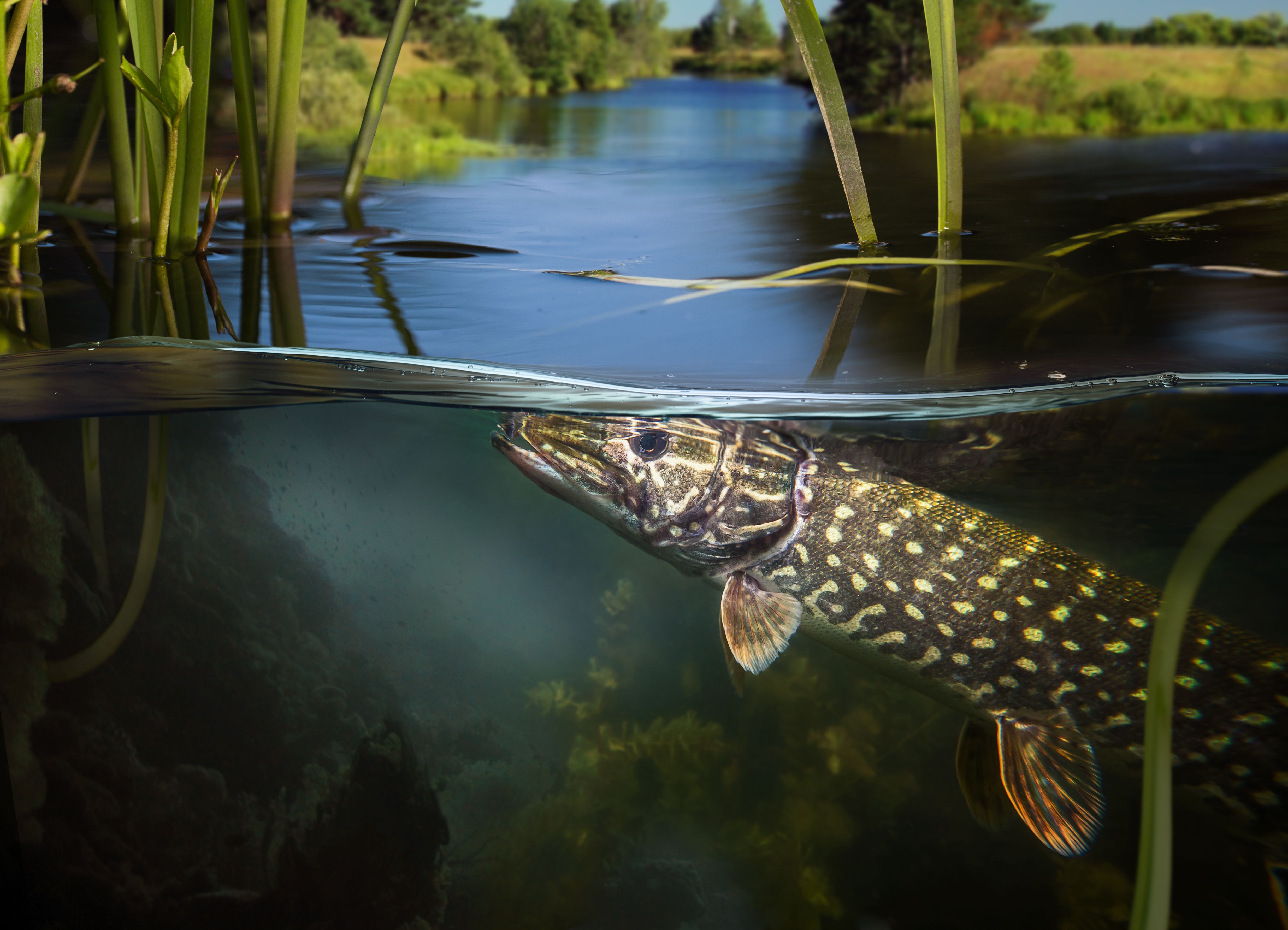 lake ecosystem