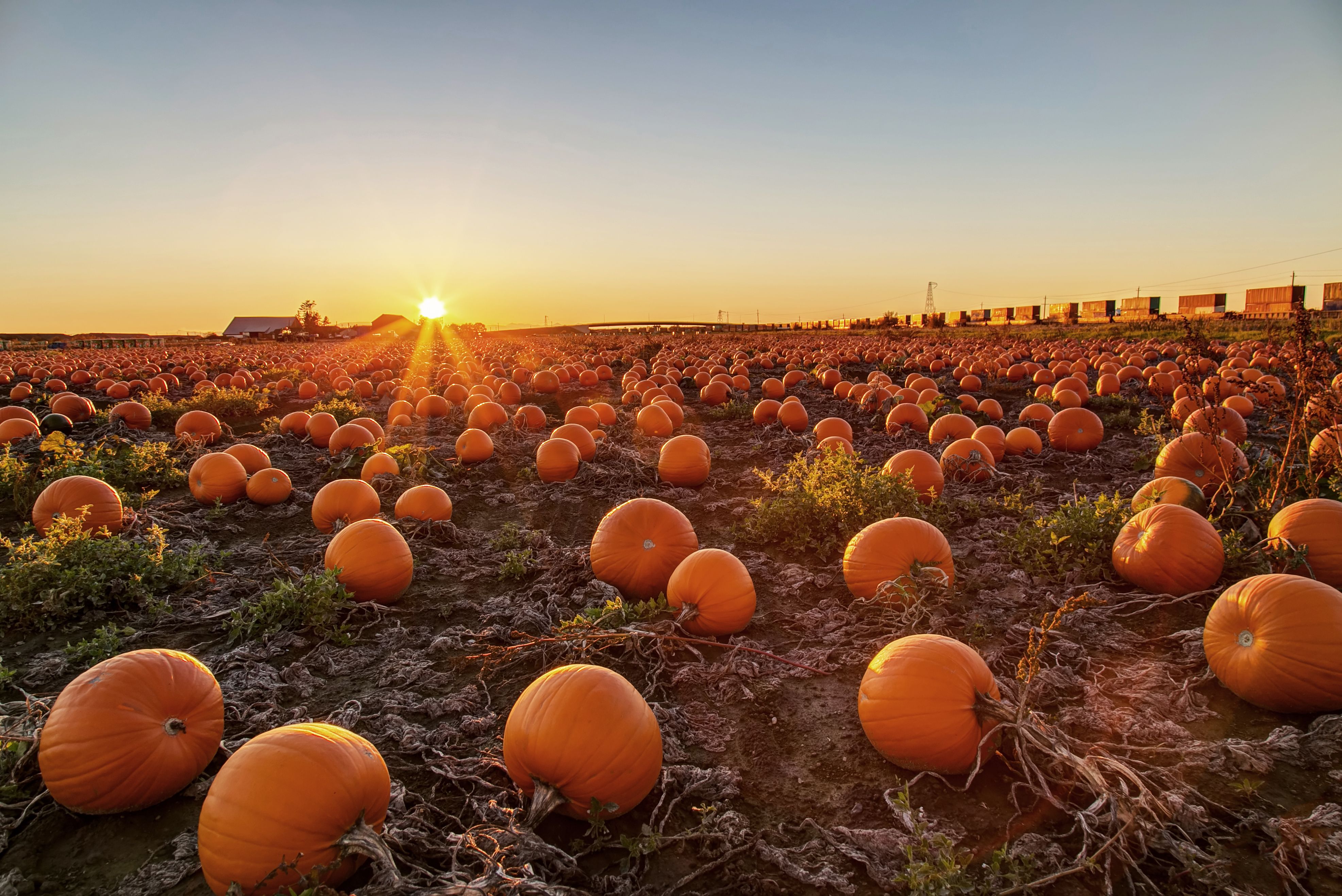 pumpkins harvest