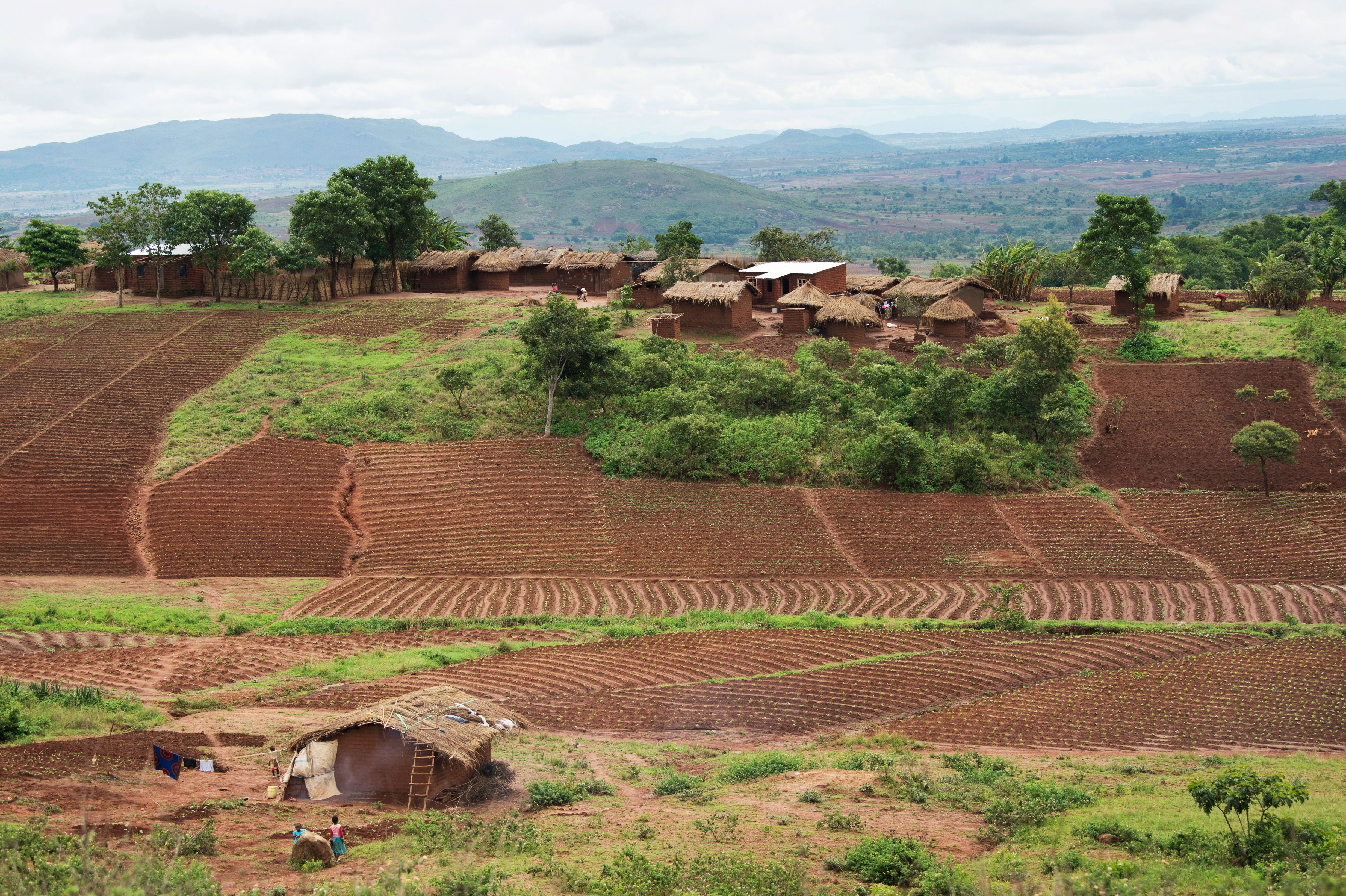 malawi farming