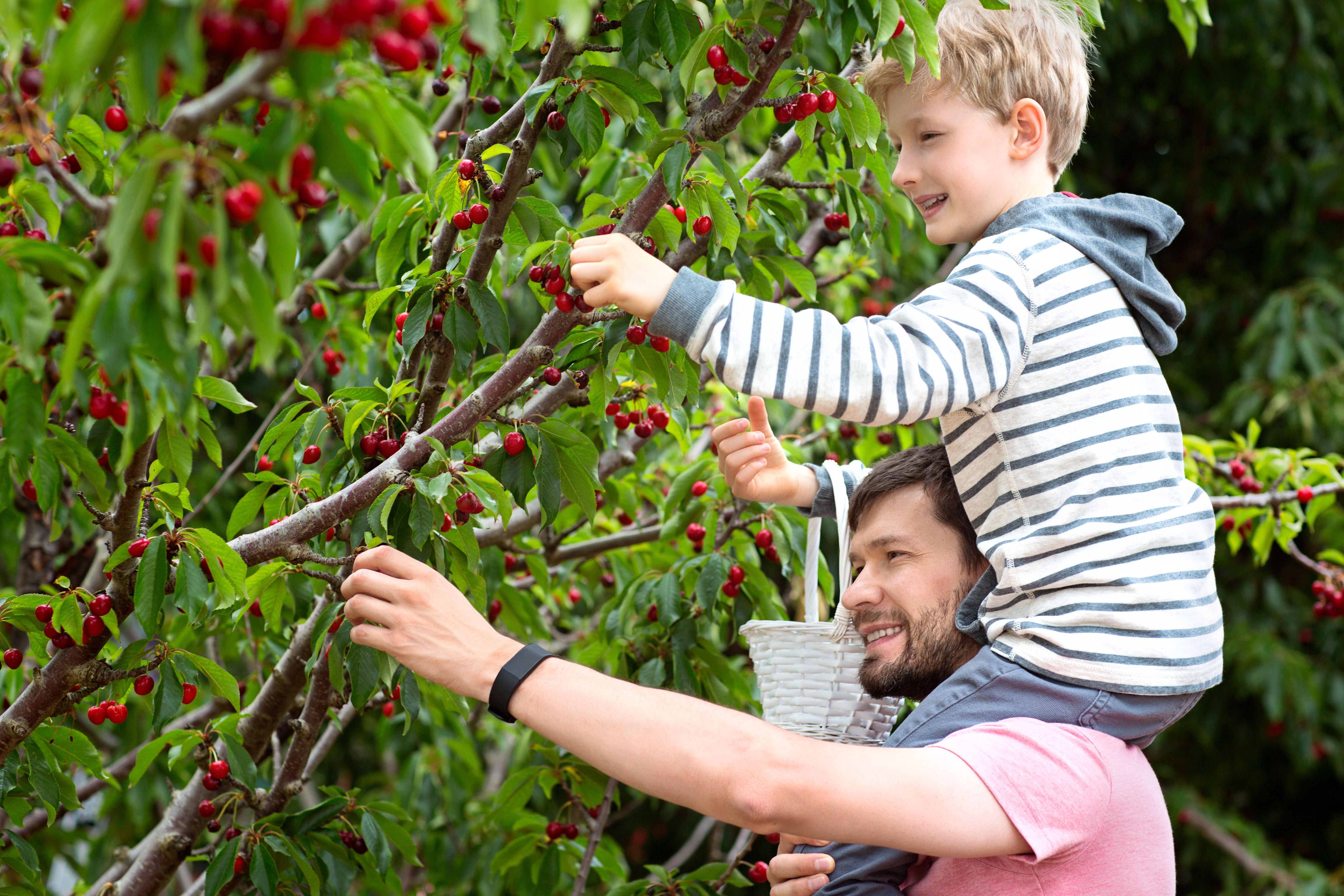 family picking fruit