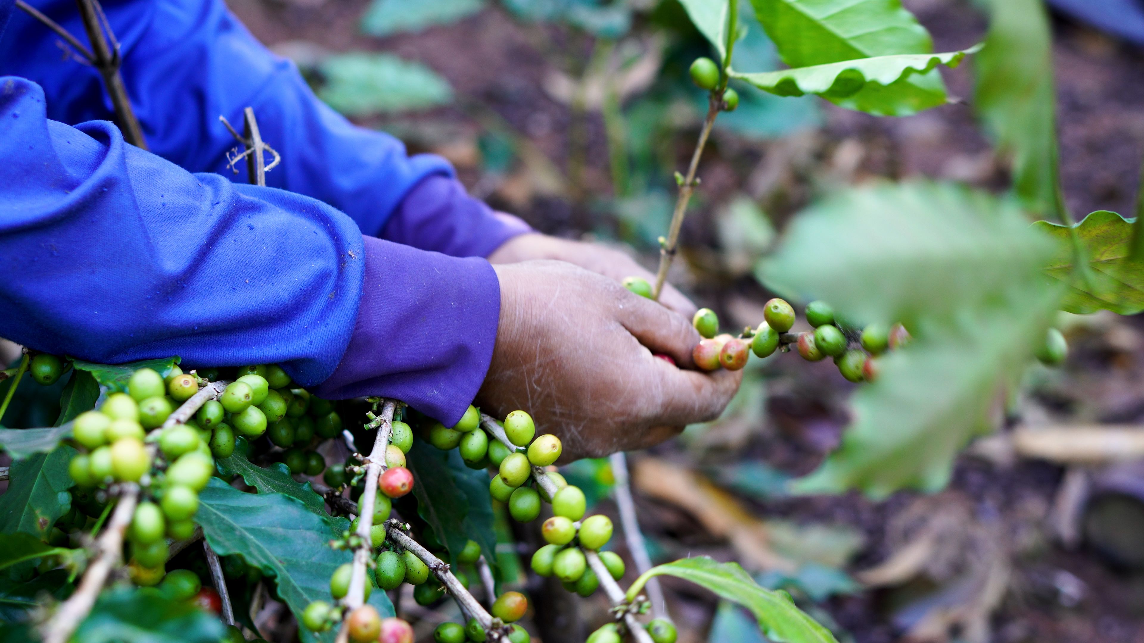 coffee harvesting