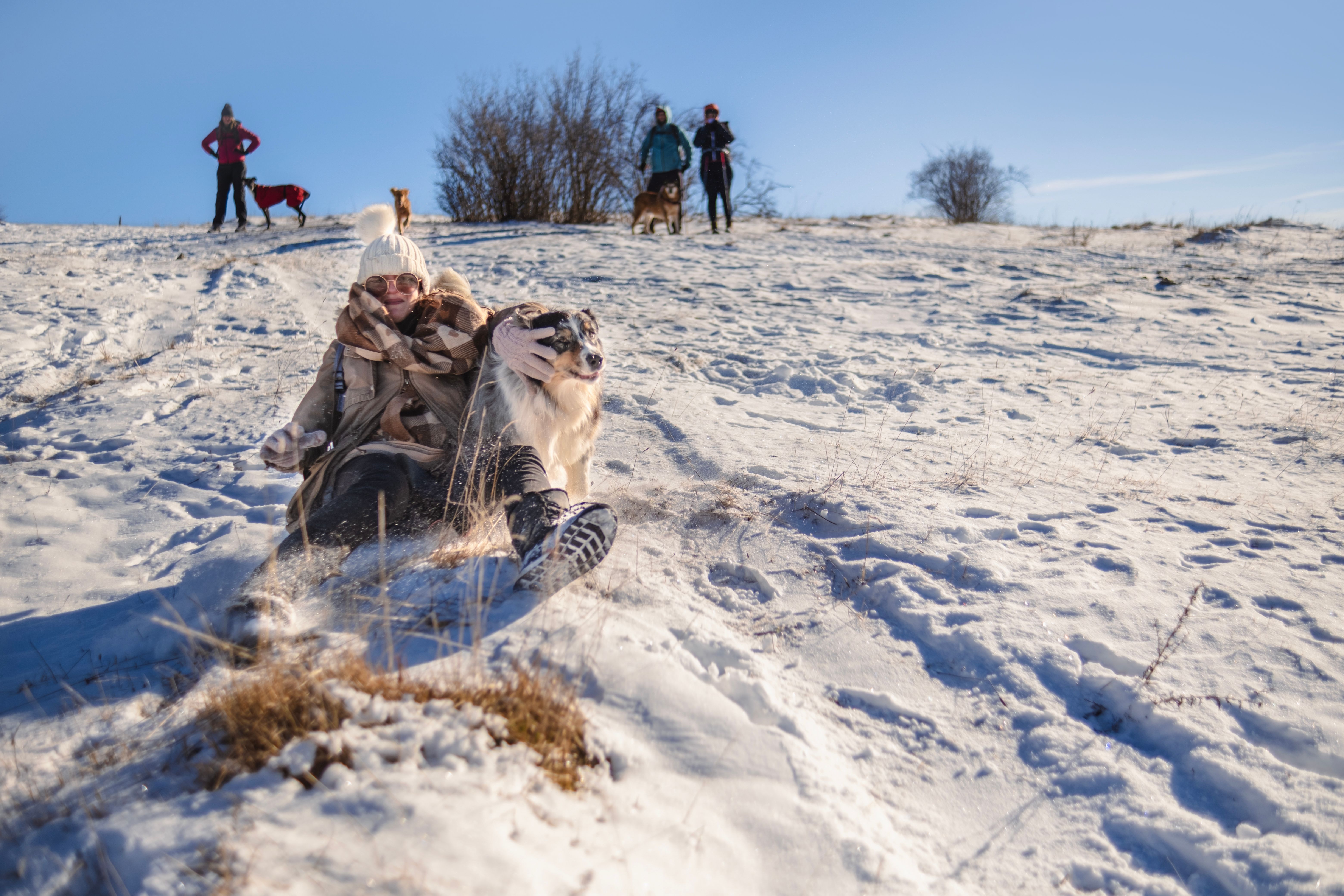 australian shepherd in snow