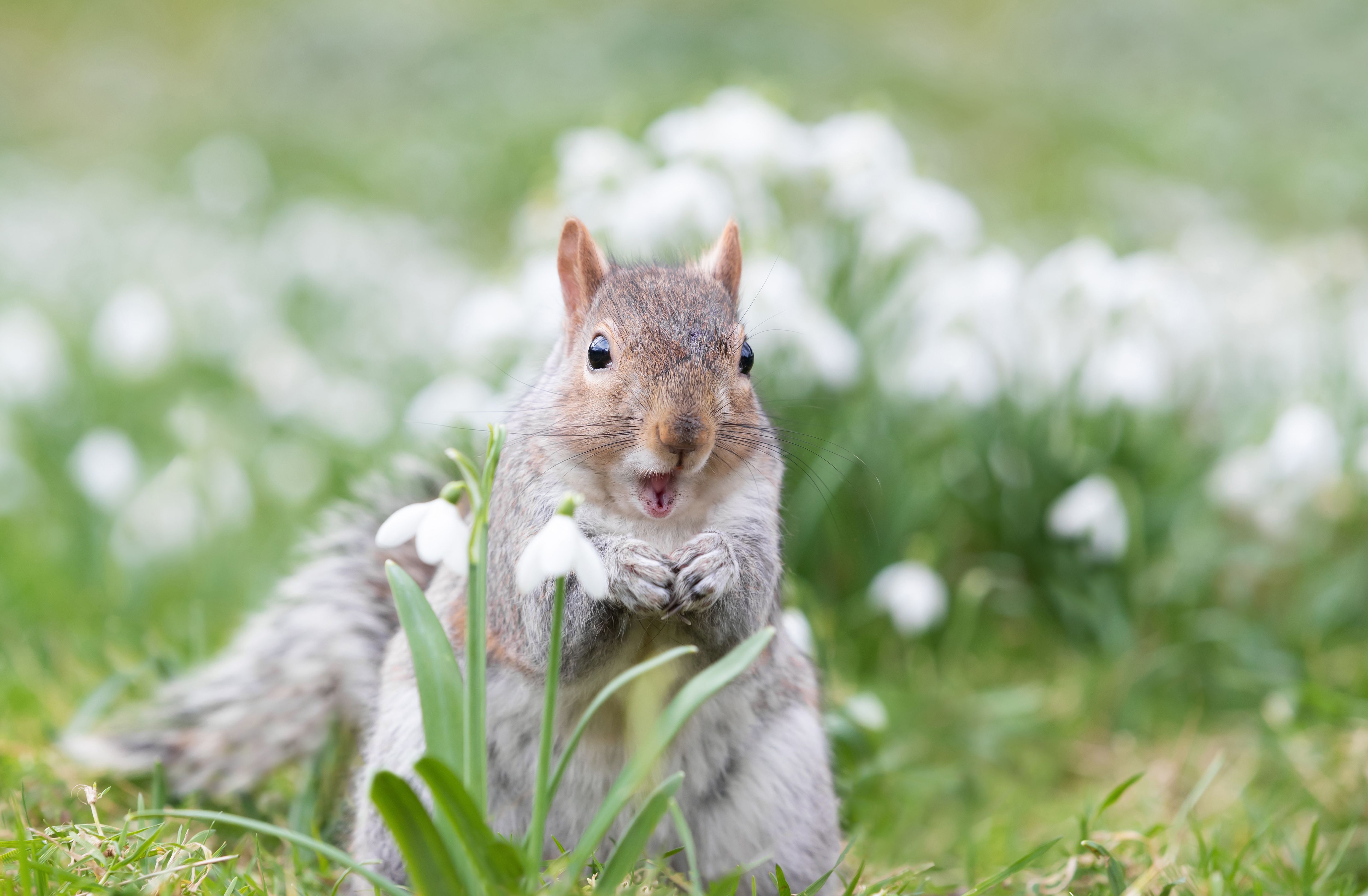 squirrel meme